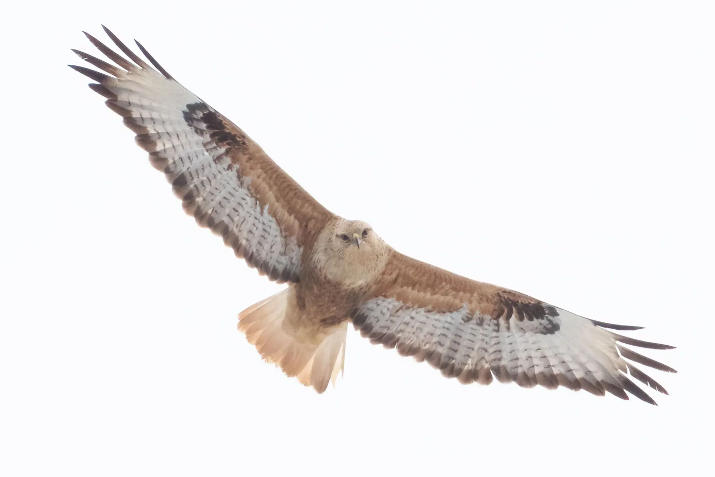 A Long-legged Buzzard in flight