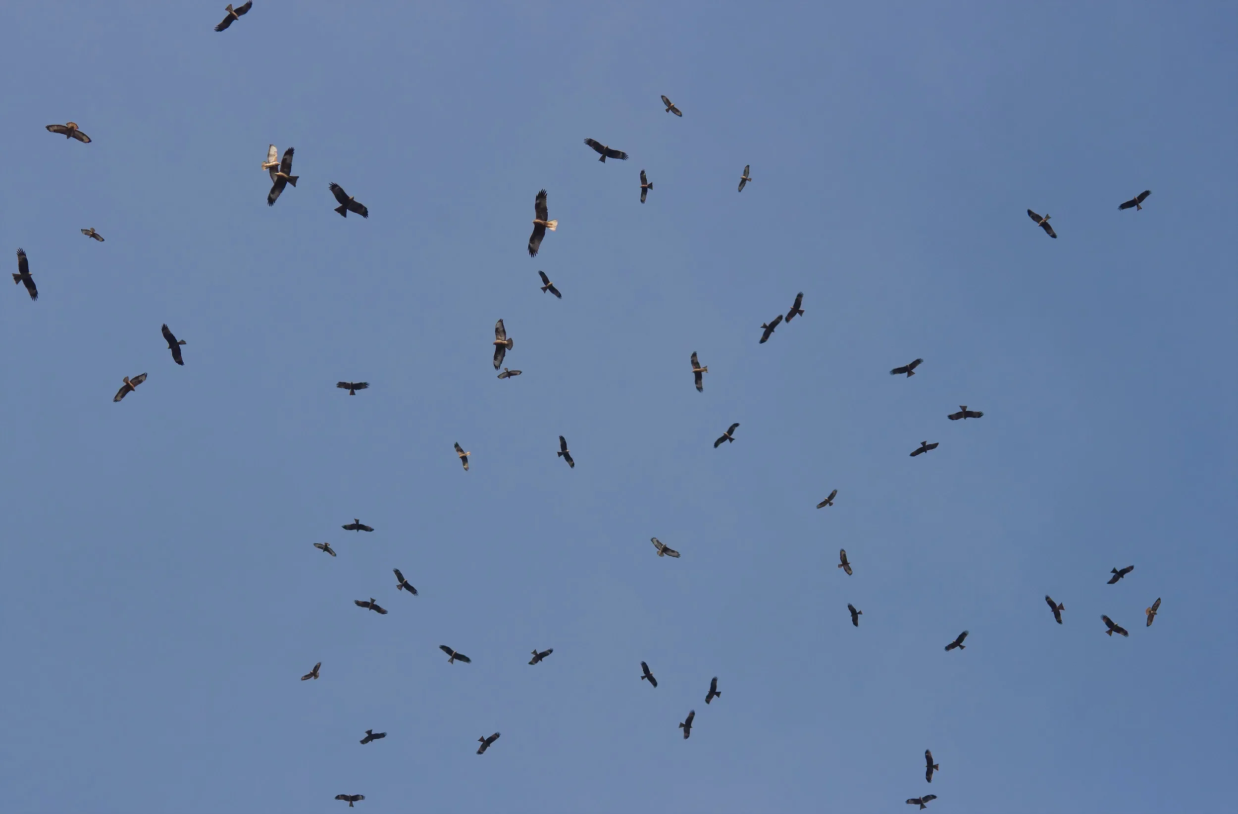 Mixed flock of Black Kites, Steppe Buzzards and a Booted Eagle