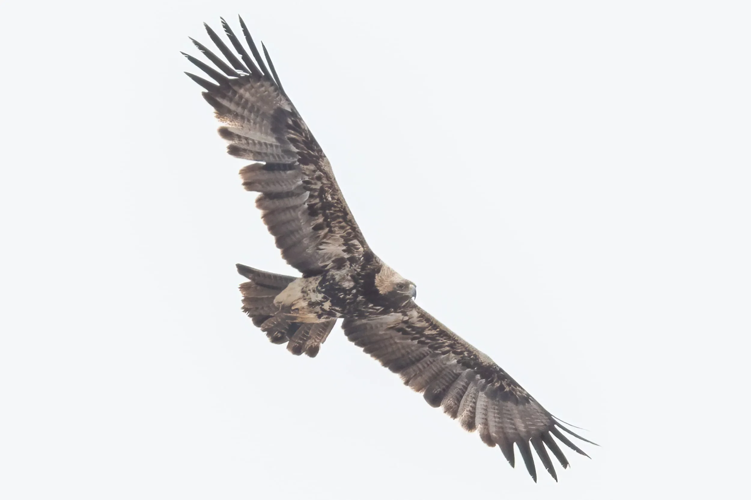 A close encounter with an immature Imperial Eagle