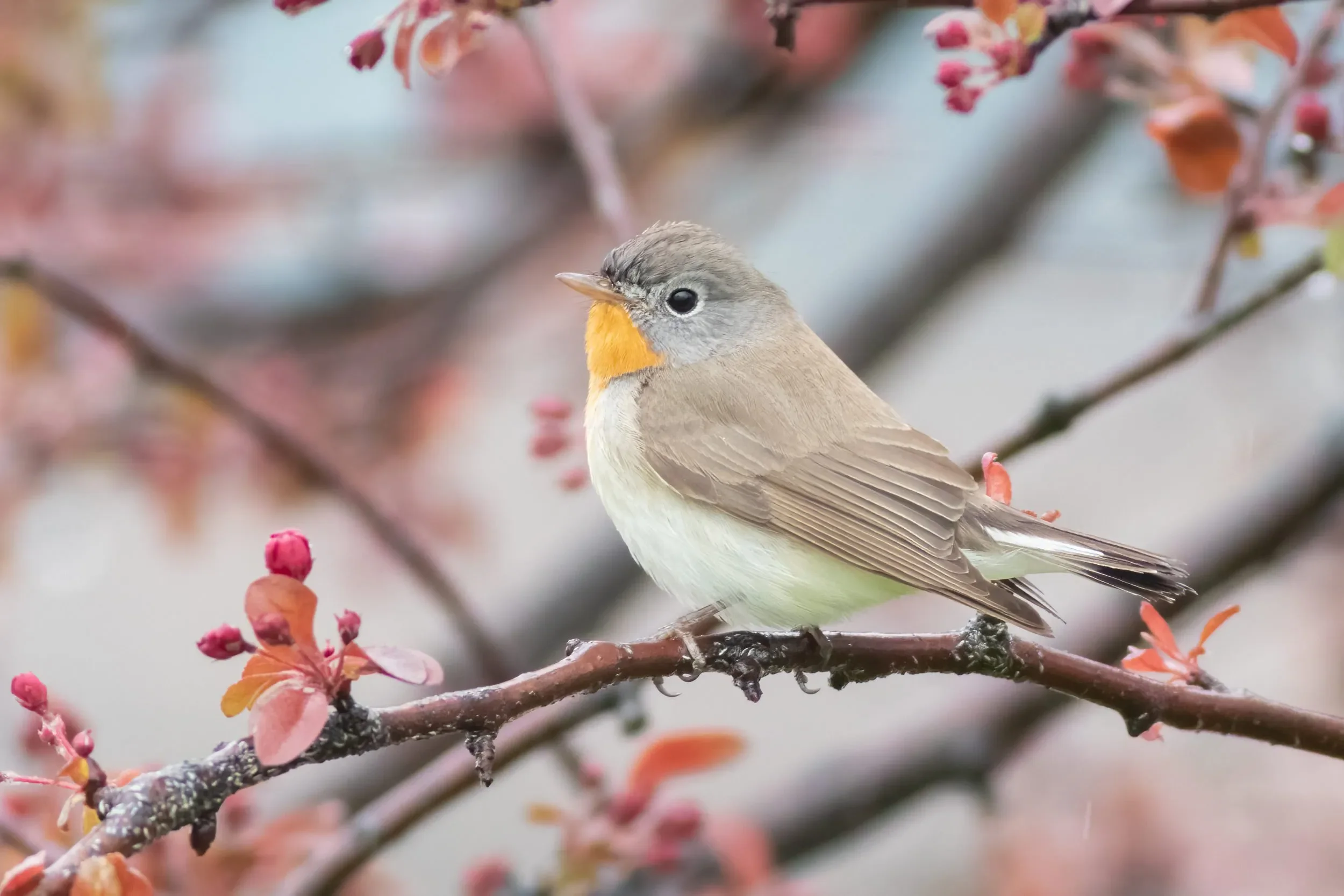 A Red-breasted Flycatcher perched near the station