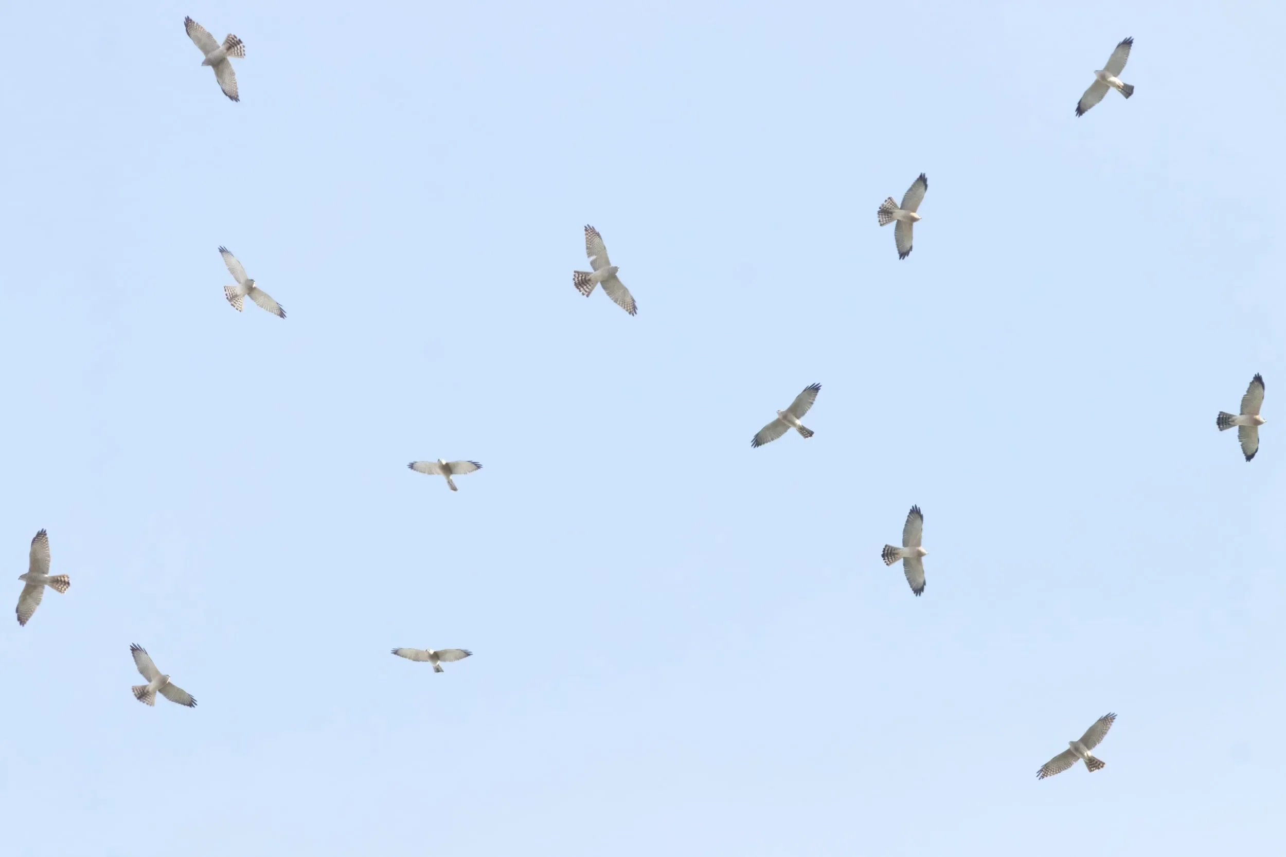 A kettle of Levant Sparrowhawks