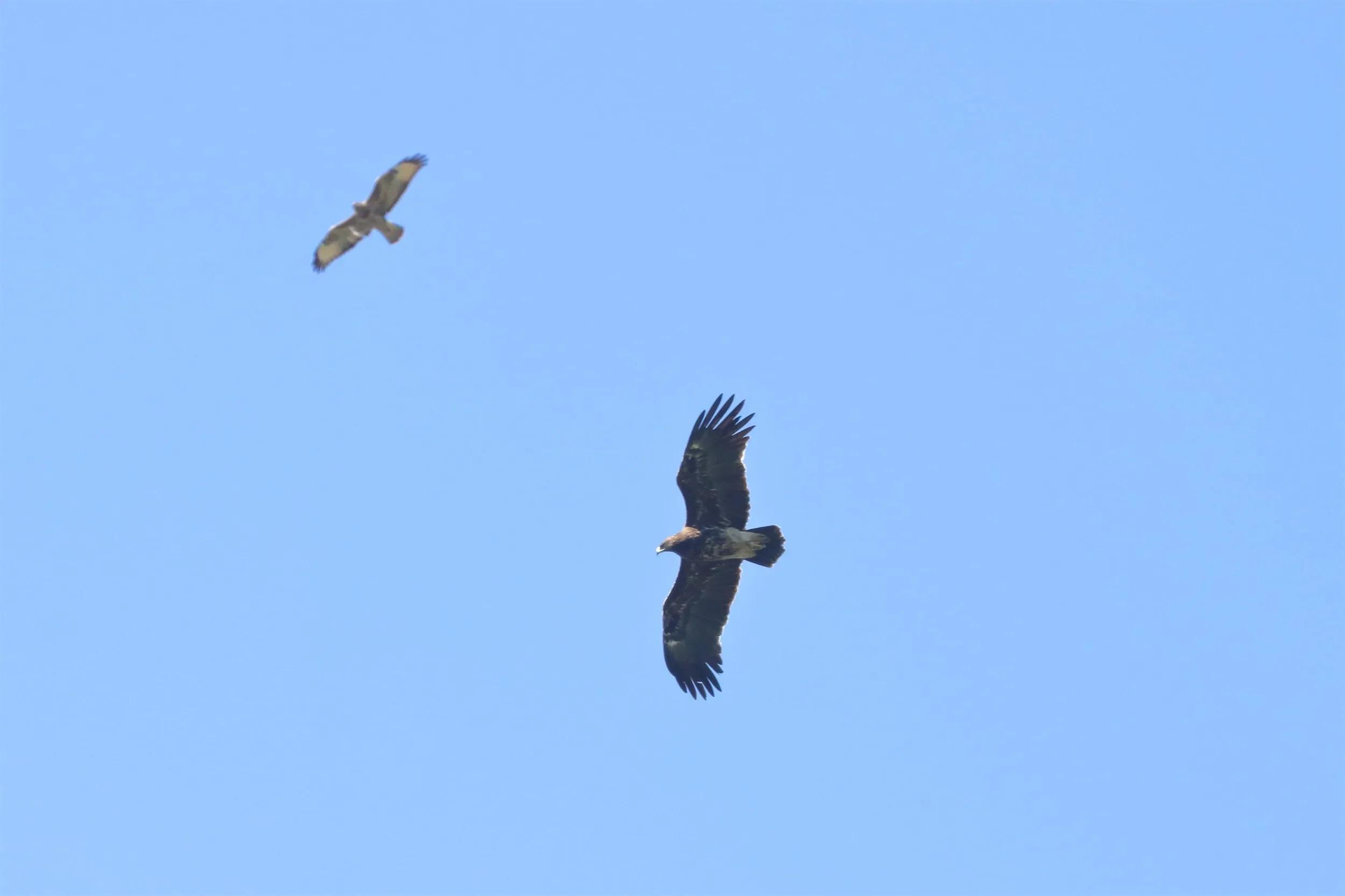 A Greater Spotted Eagle accompanied by a Steppe Buzzard