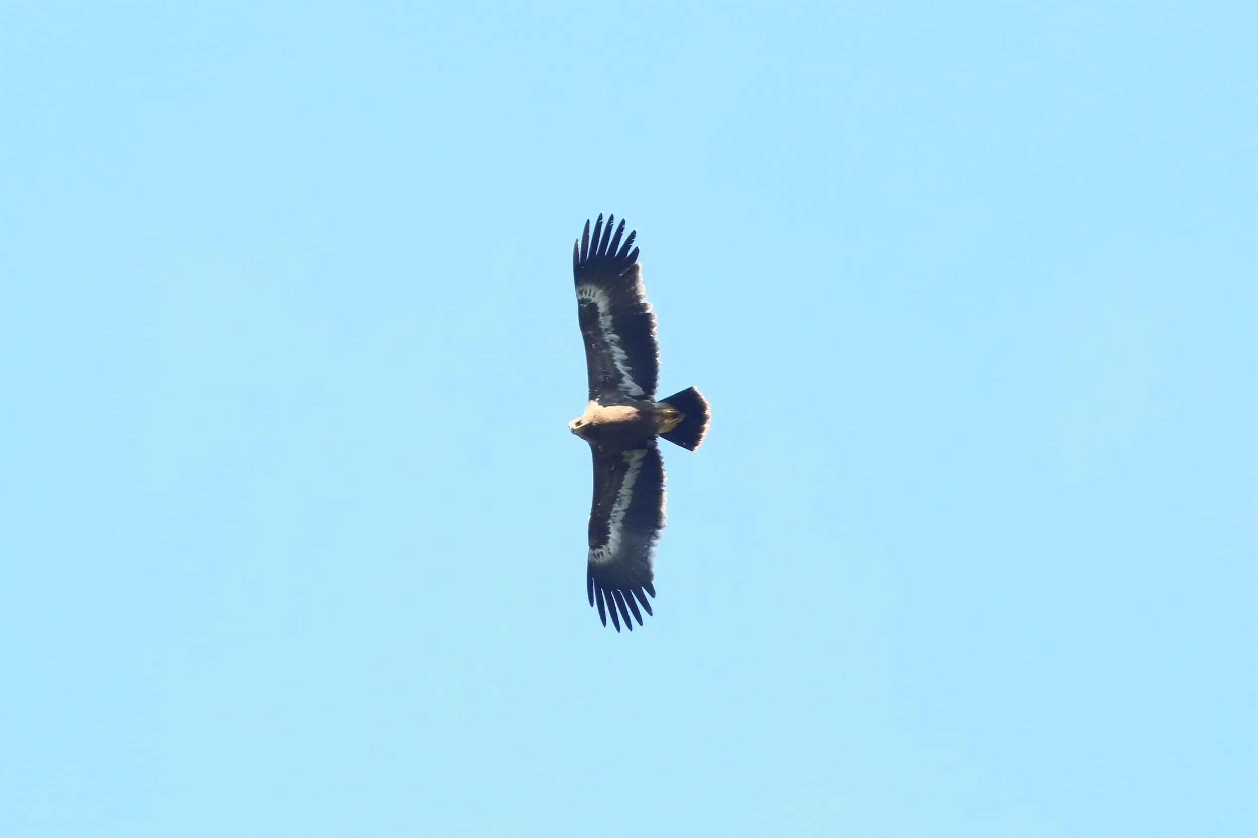A juvenile Steppe Eagle in flight
