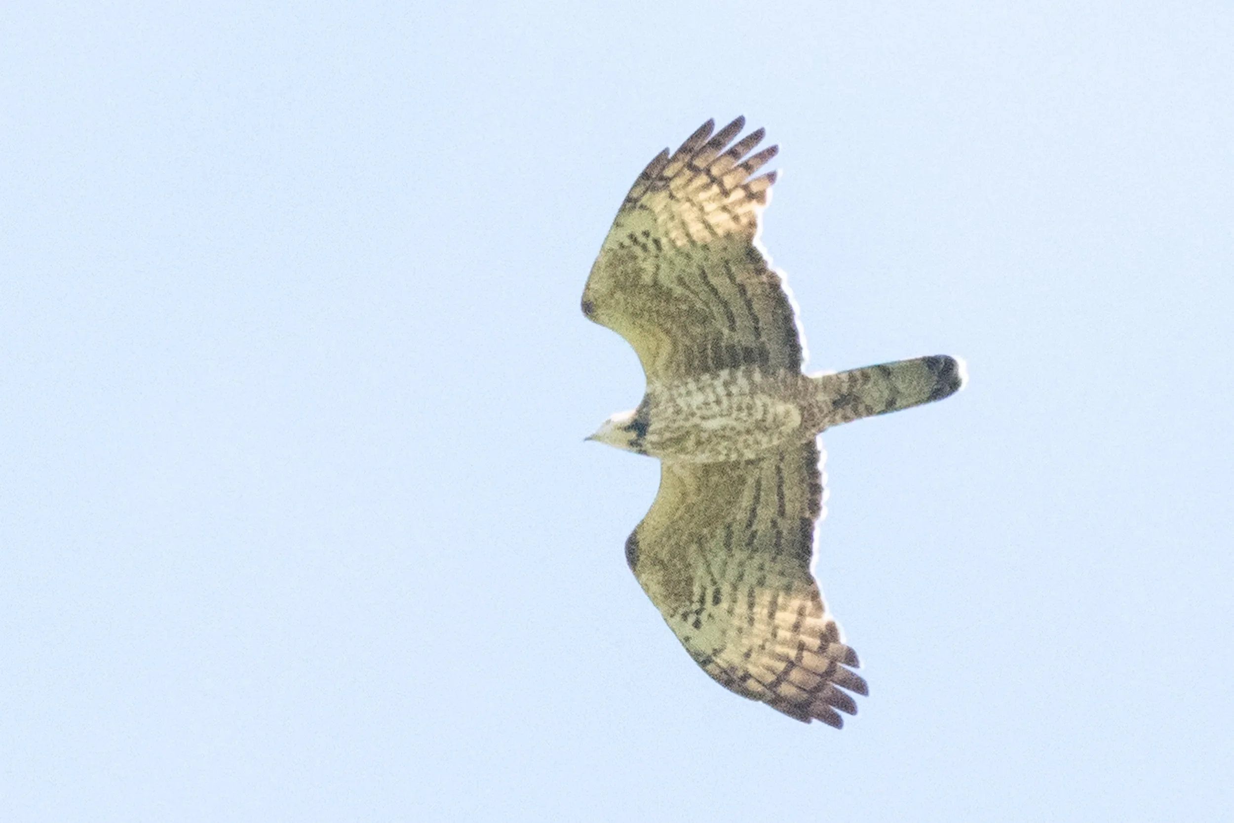 An adult female Crested Honey Buzzard in flight