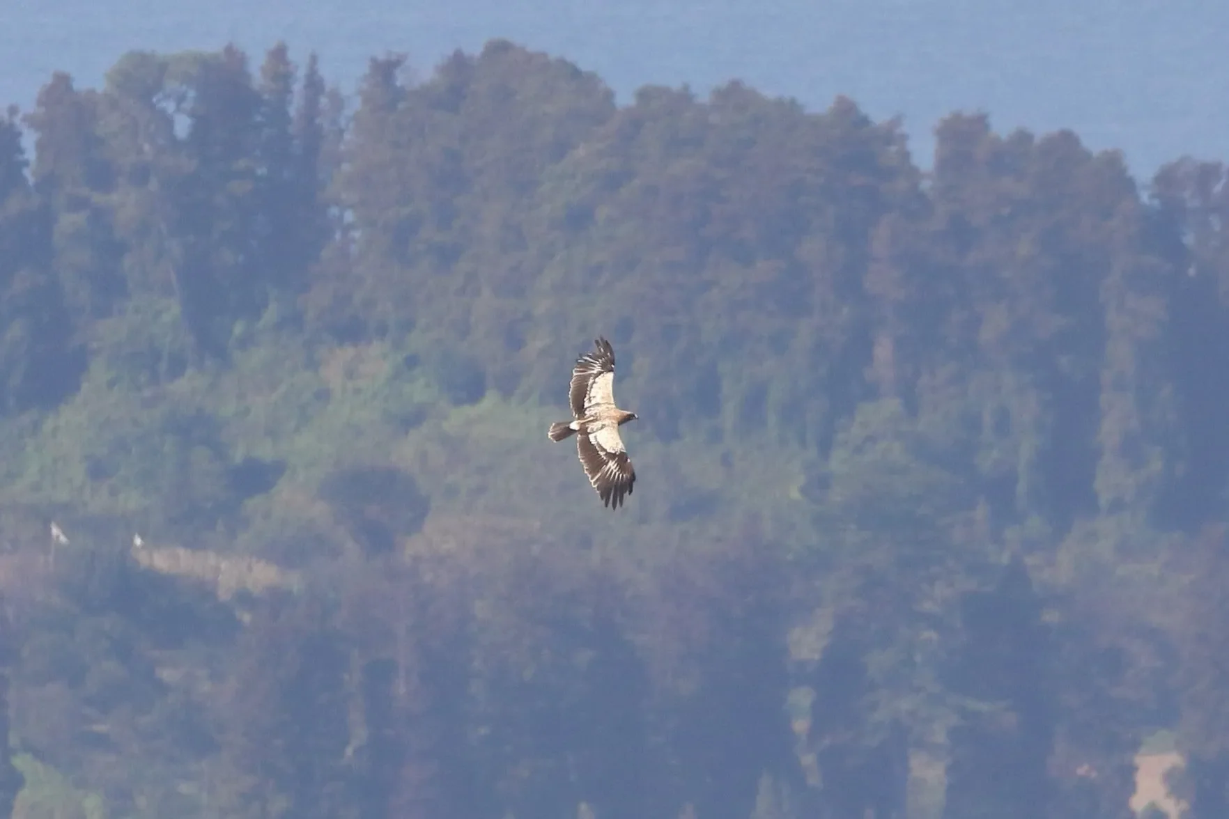 The pale 'fulvescens' form of a Greater Spotted Eagle