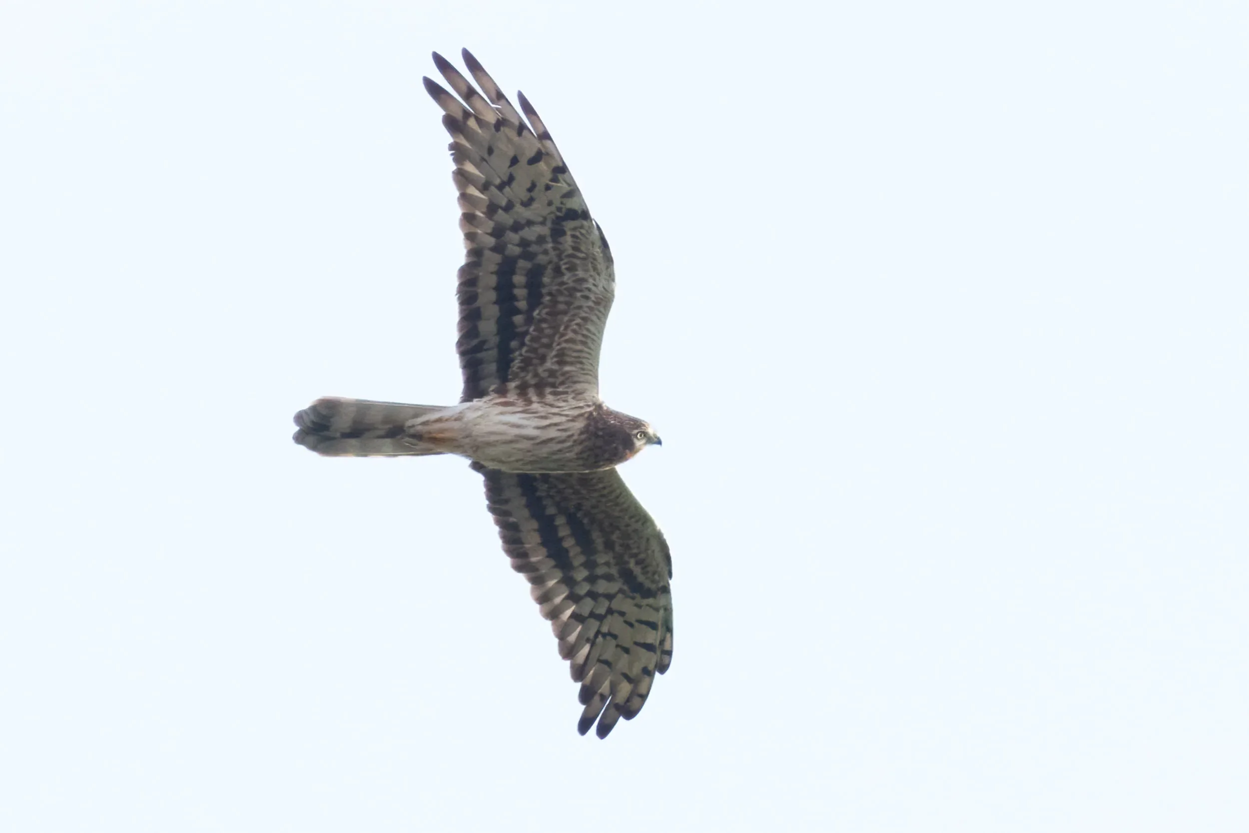 An adult female Montagu’s Harrier in flight