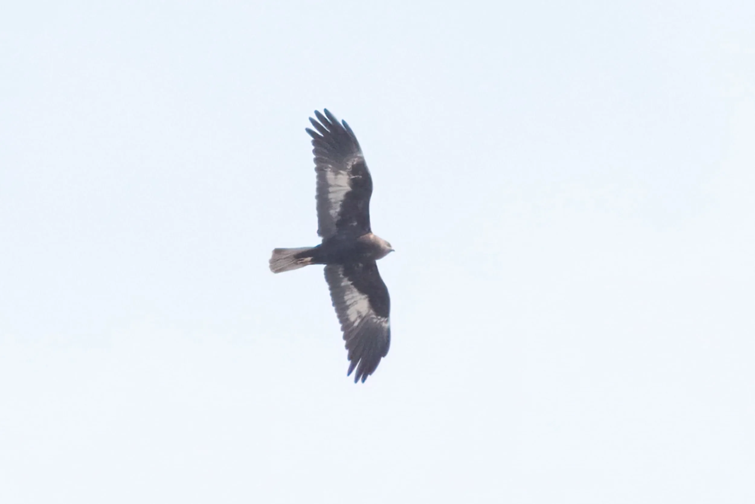 One of several dark morph Marsh Harriers seen this season