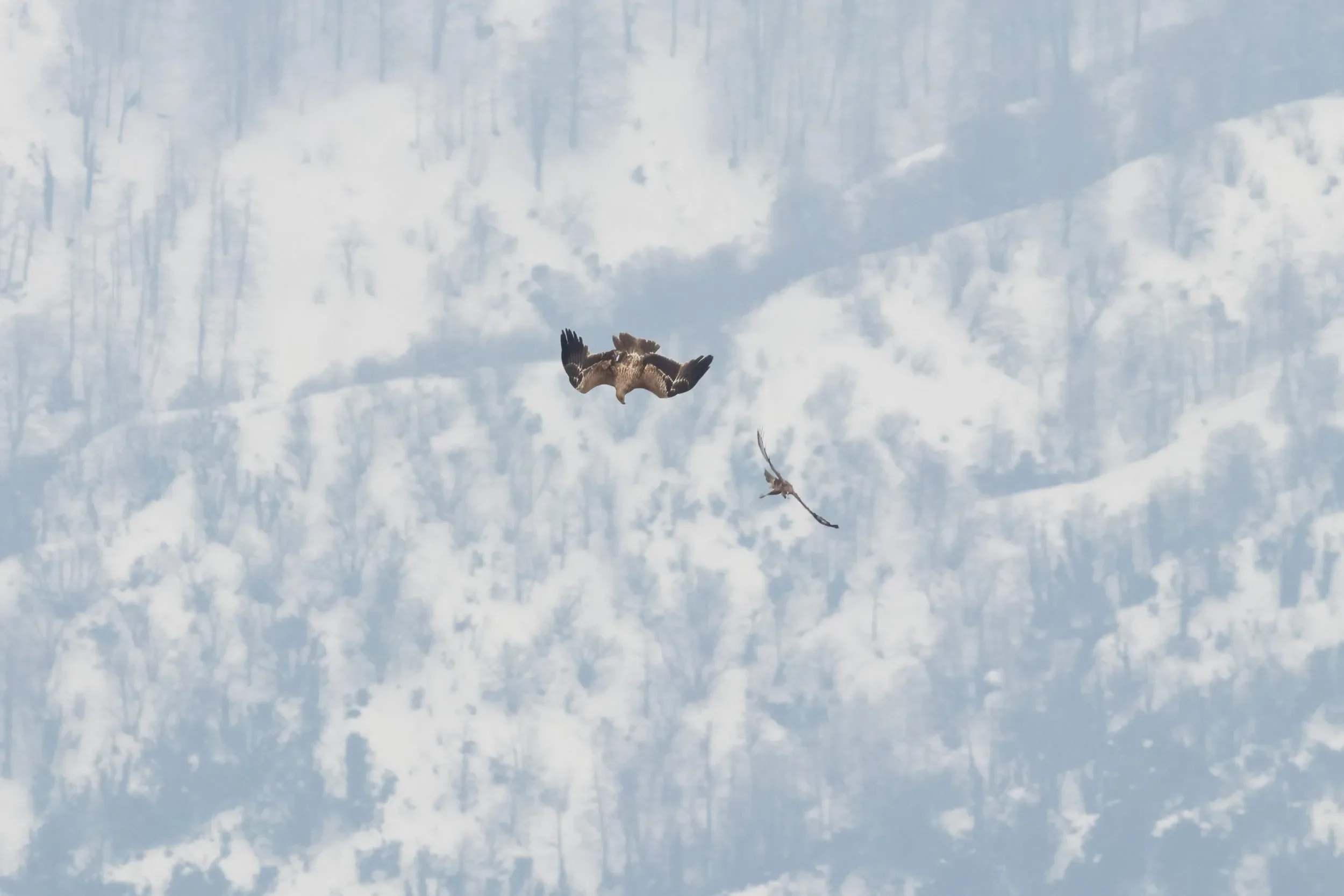 A juvenile Imperial Eagle chasing after an injured Steppe Buzzard