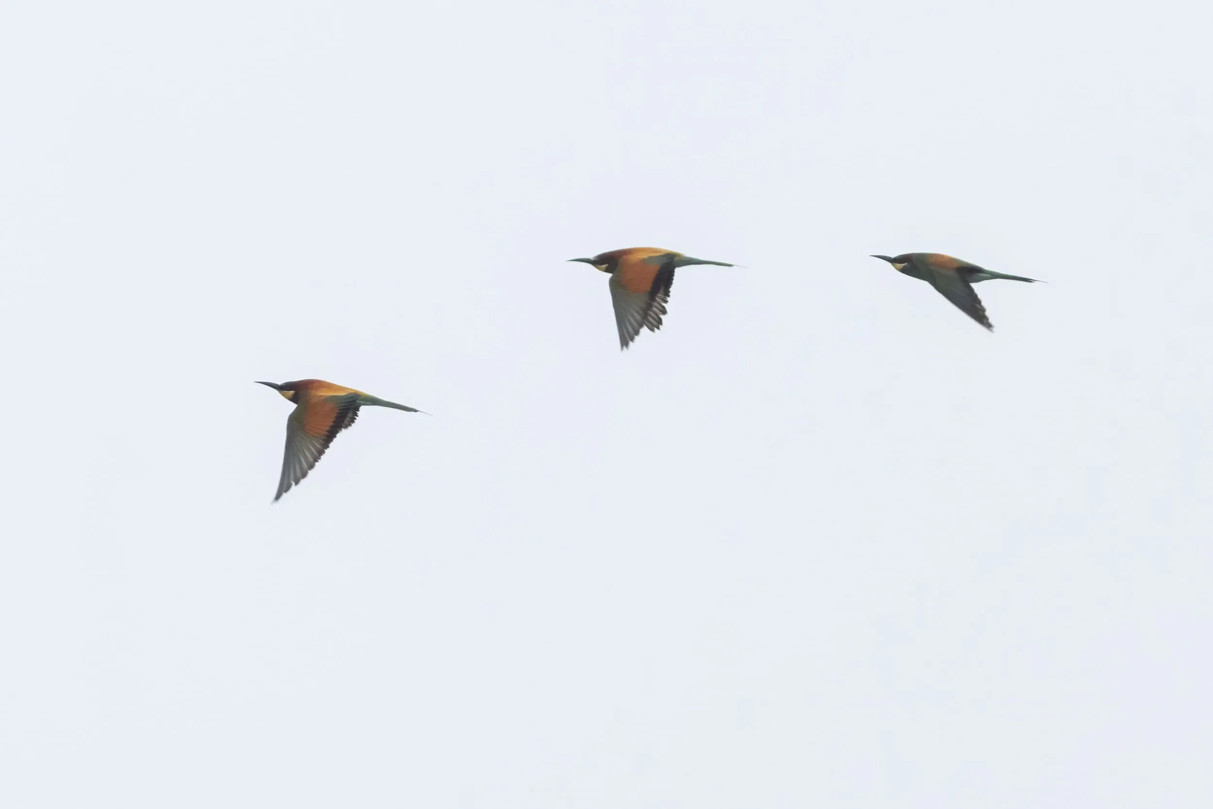 European Bee-eaters in flight over the station
