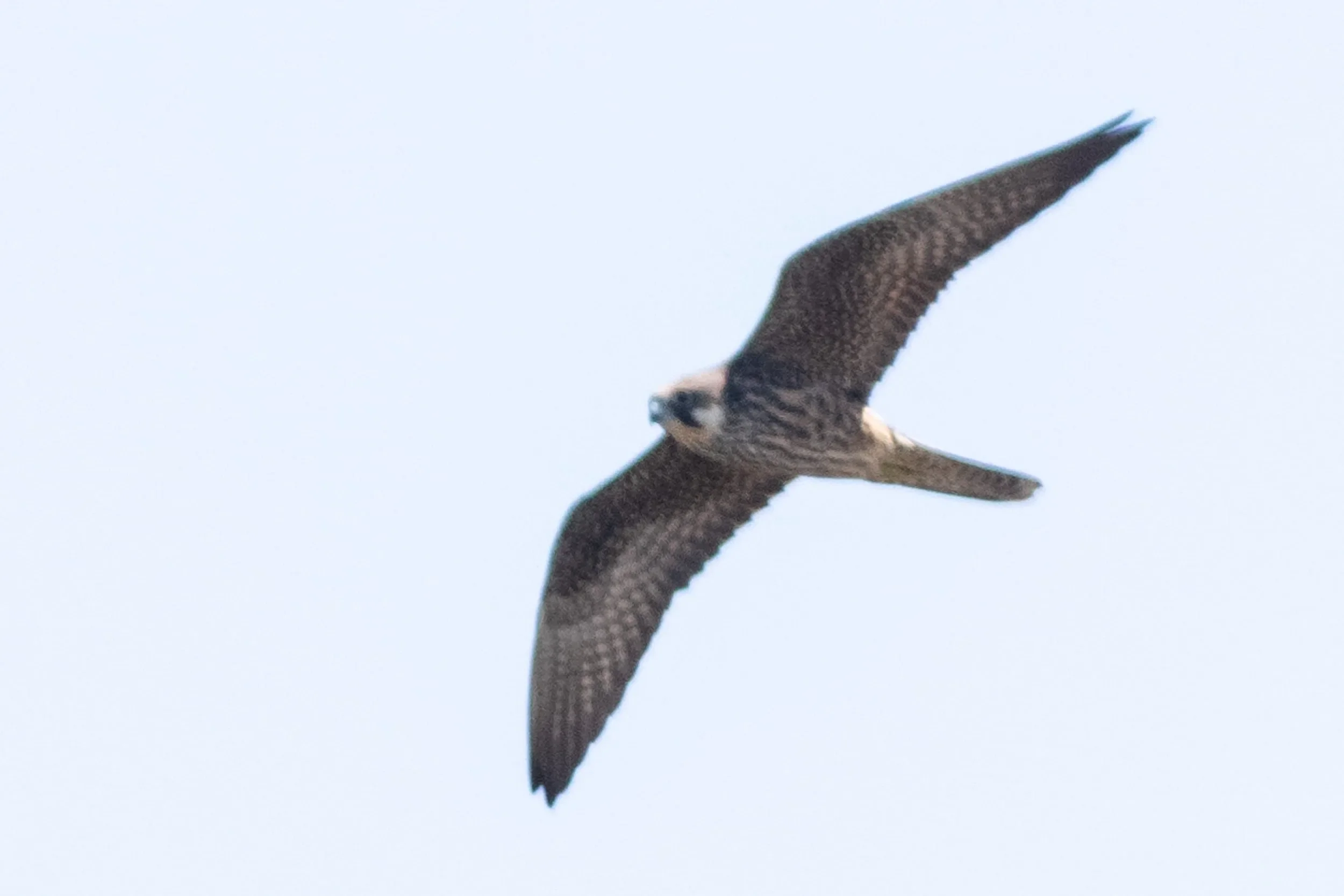 An Eleonora’s Falcon, one of the delta highlights this year