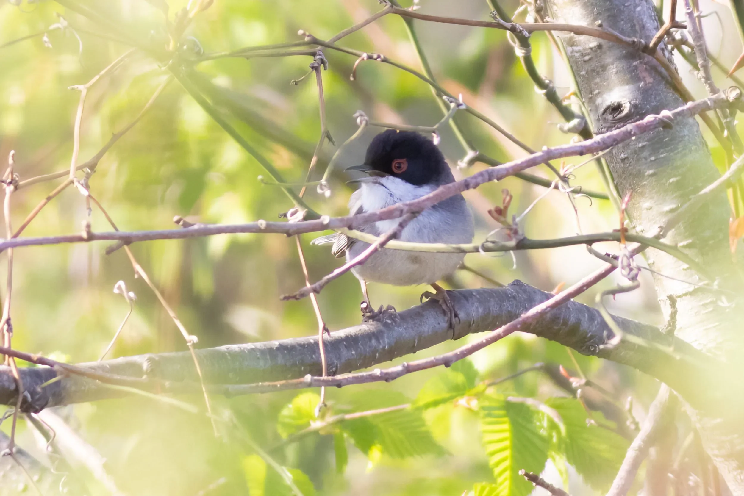 A singing Sardinian Warbler, a regular spring visitor to the station