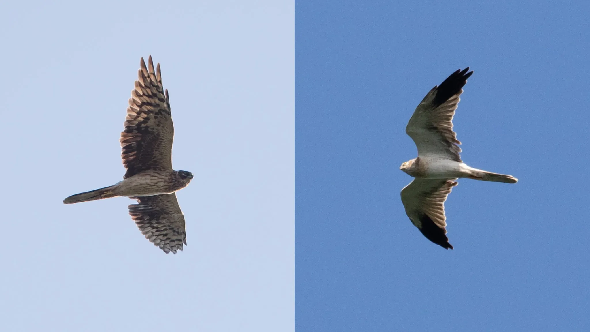 Immature Pallid female and immature Pallid male, both still moulting their secondaries