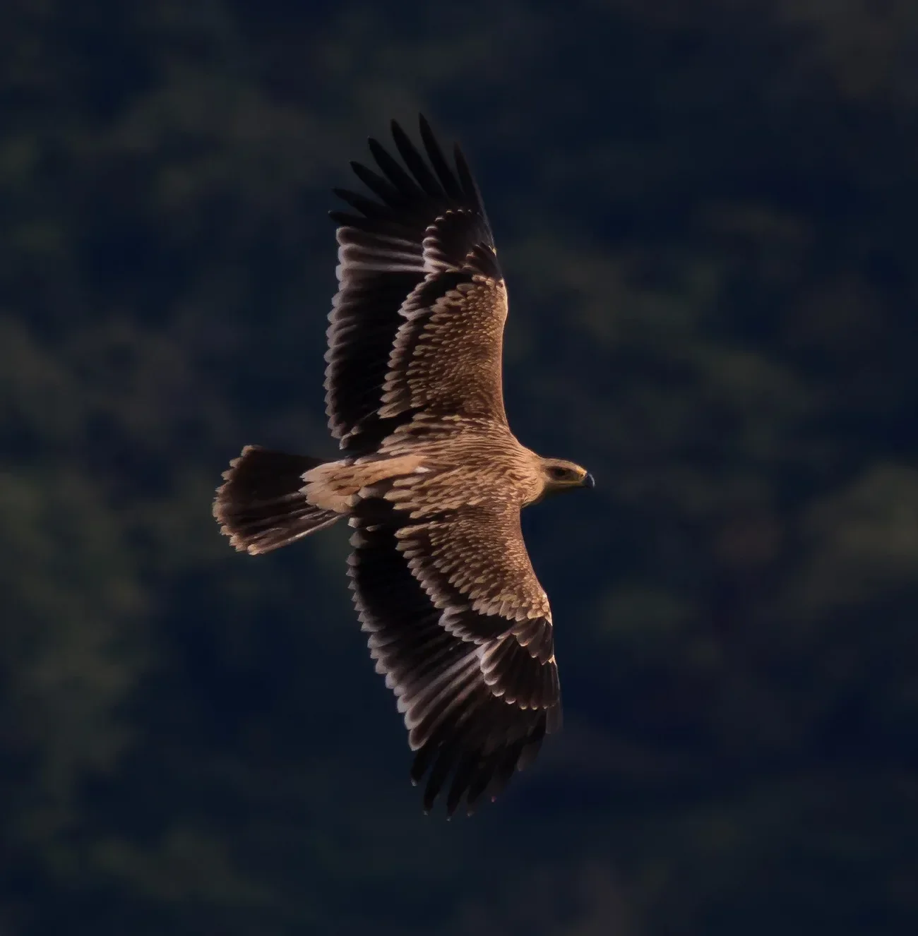 A juvenile Imperial Eagle in flight over the bottleneck