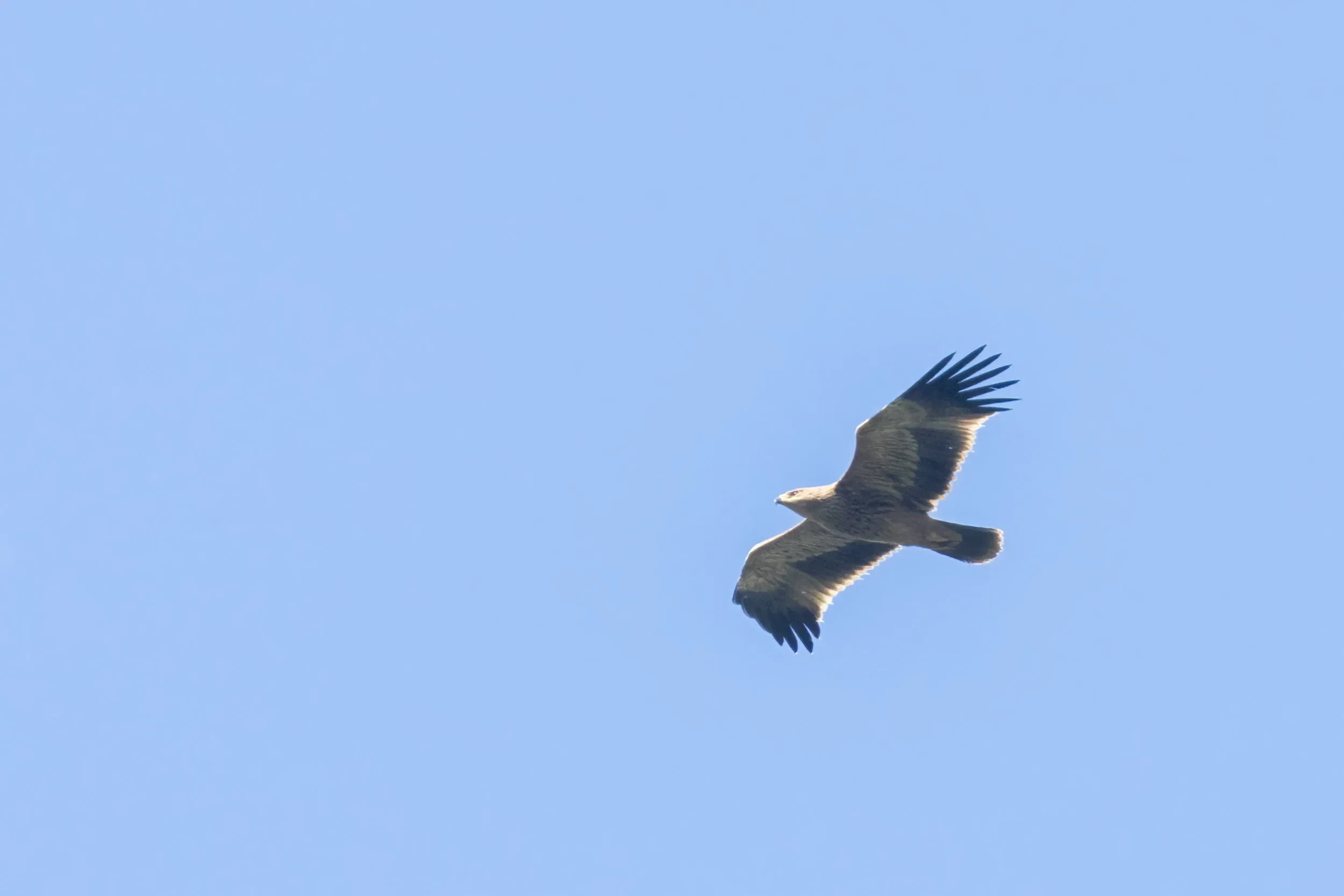 An Imperial Eagle over the bottleneck