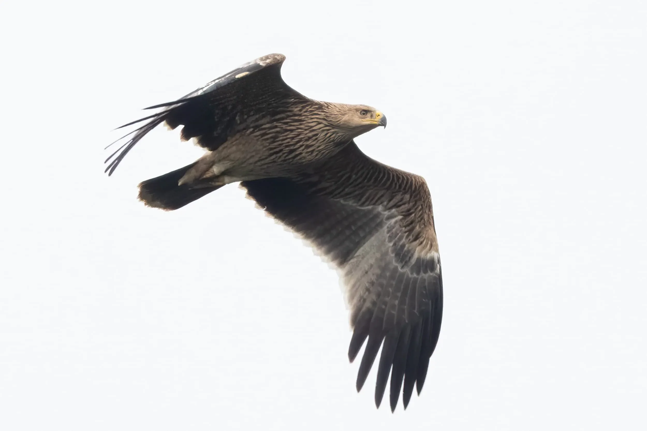A juvenile Imperial Eagle