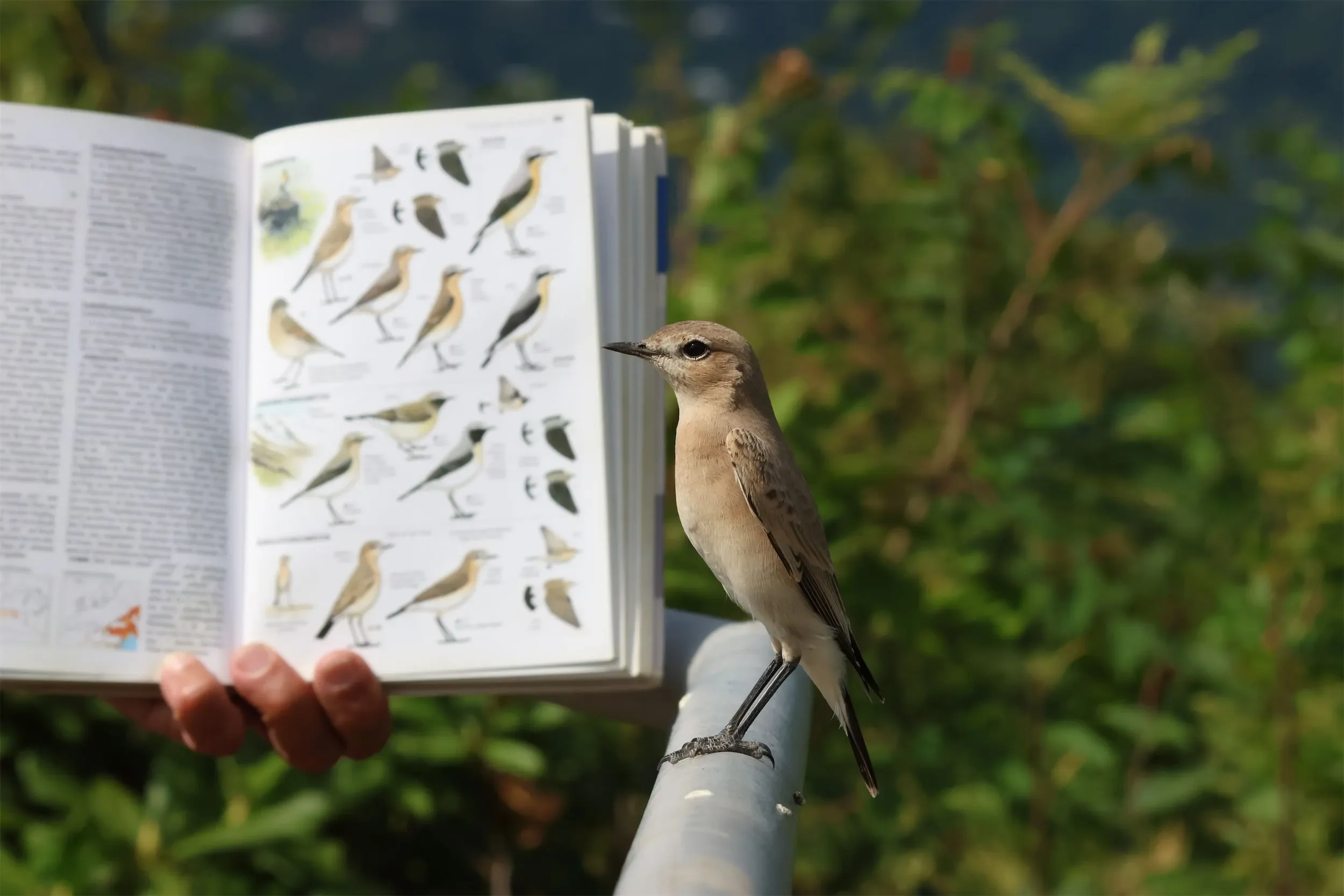 An Isabelline Wheatear giving close views to the Station 2 crew.