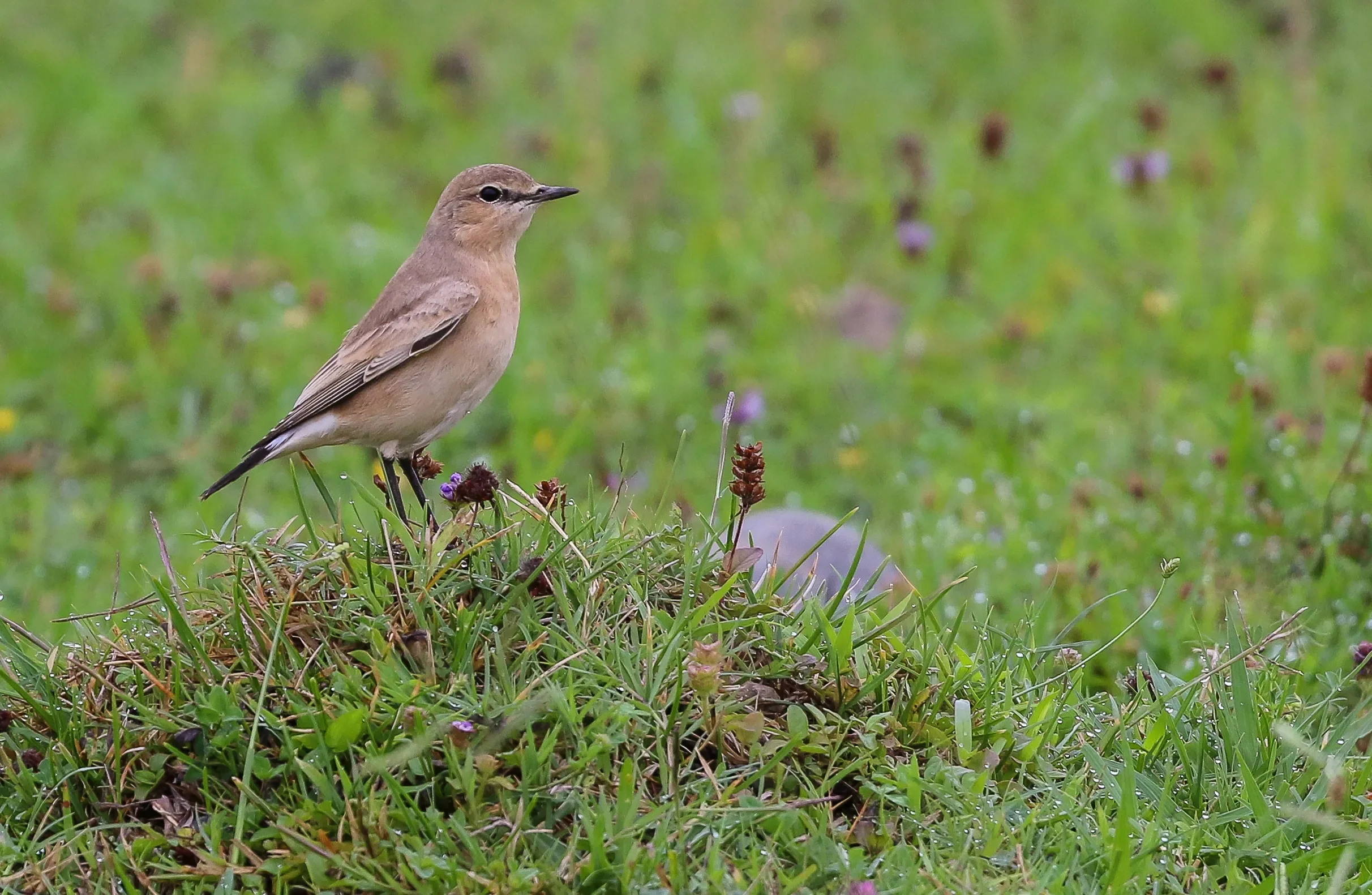An Isabelline Wheatear in the Chorokhi Delta