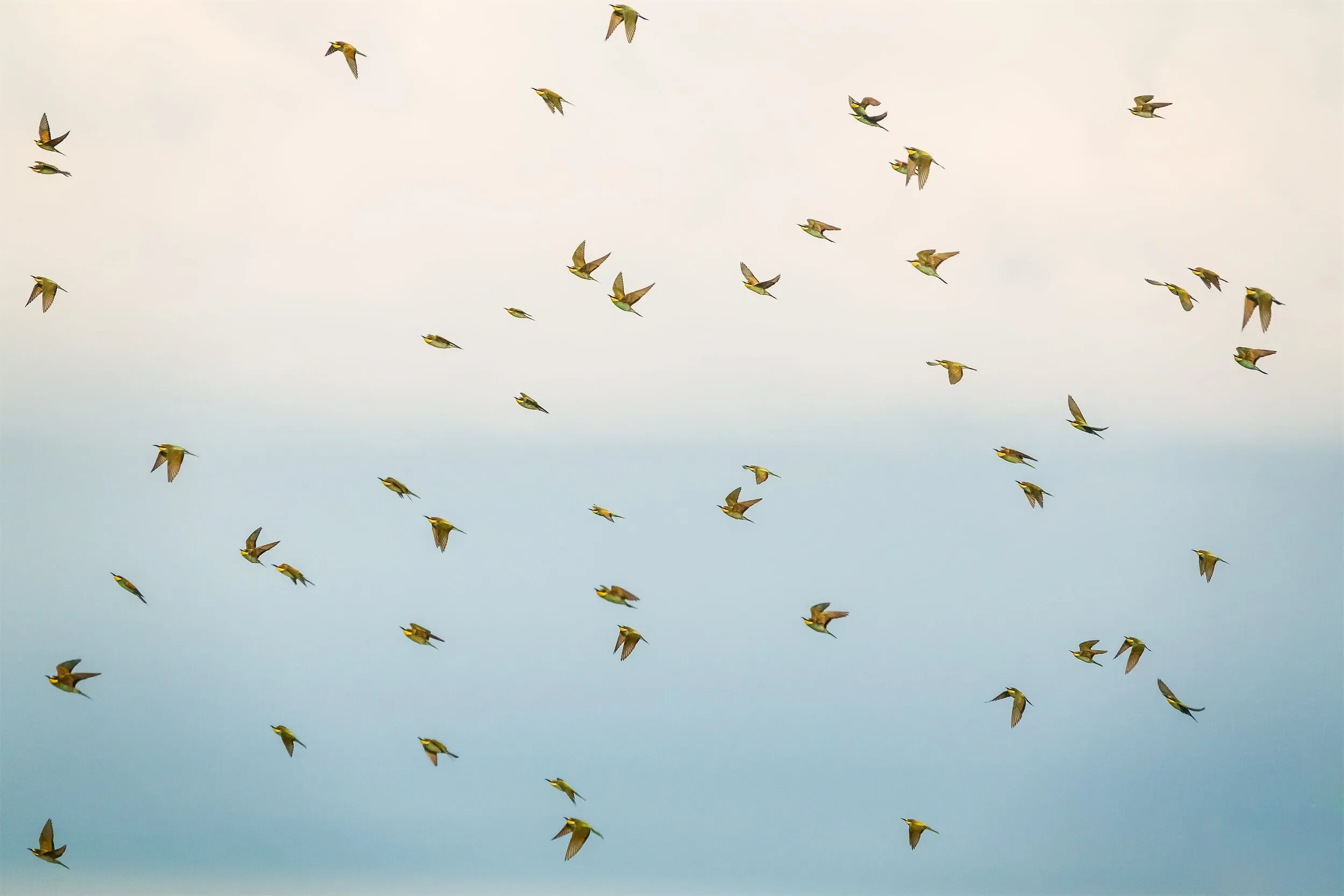 A Bee-eater near the station in early September