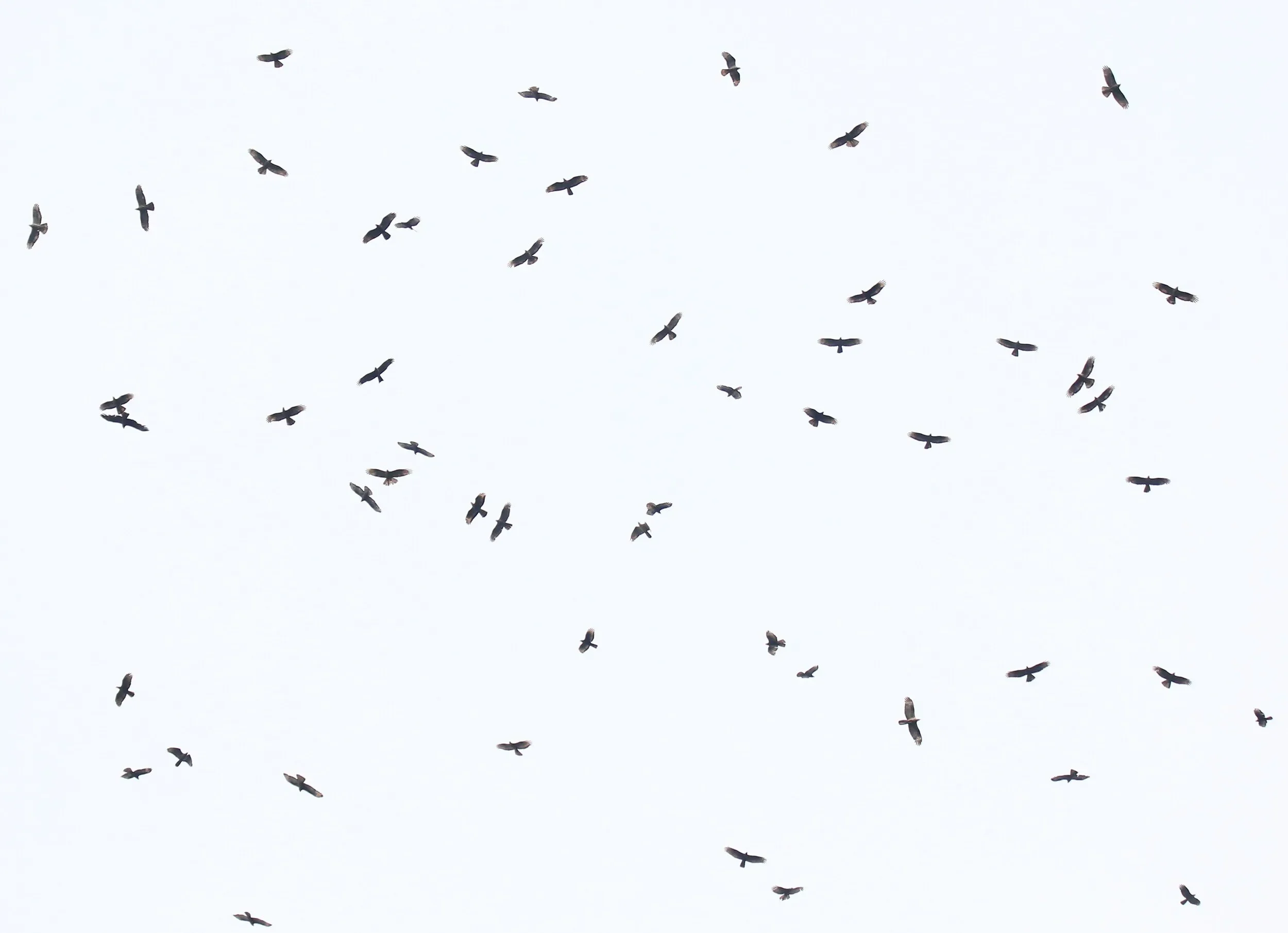 A kettle of Honey Buzzards soaring together in August