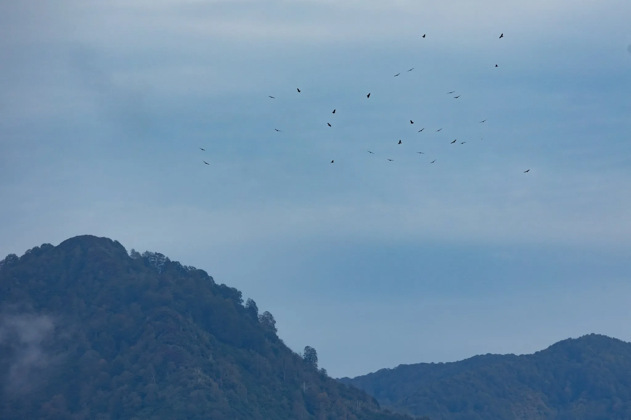 Kettle of Steppe Buzzards slowly soaring up in the east of Station 2.