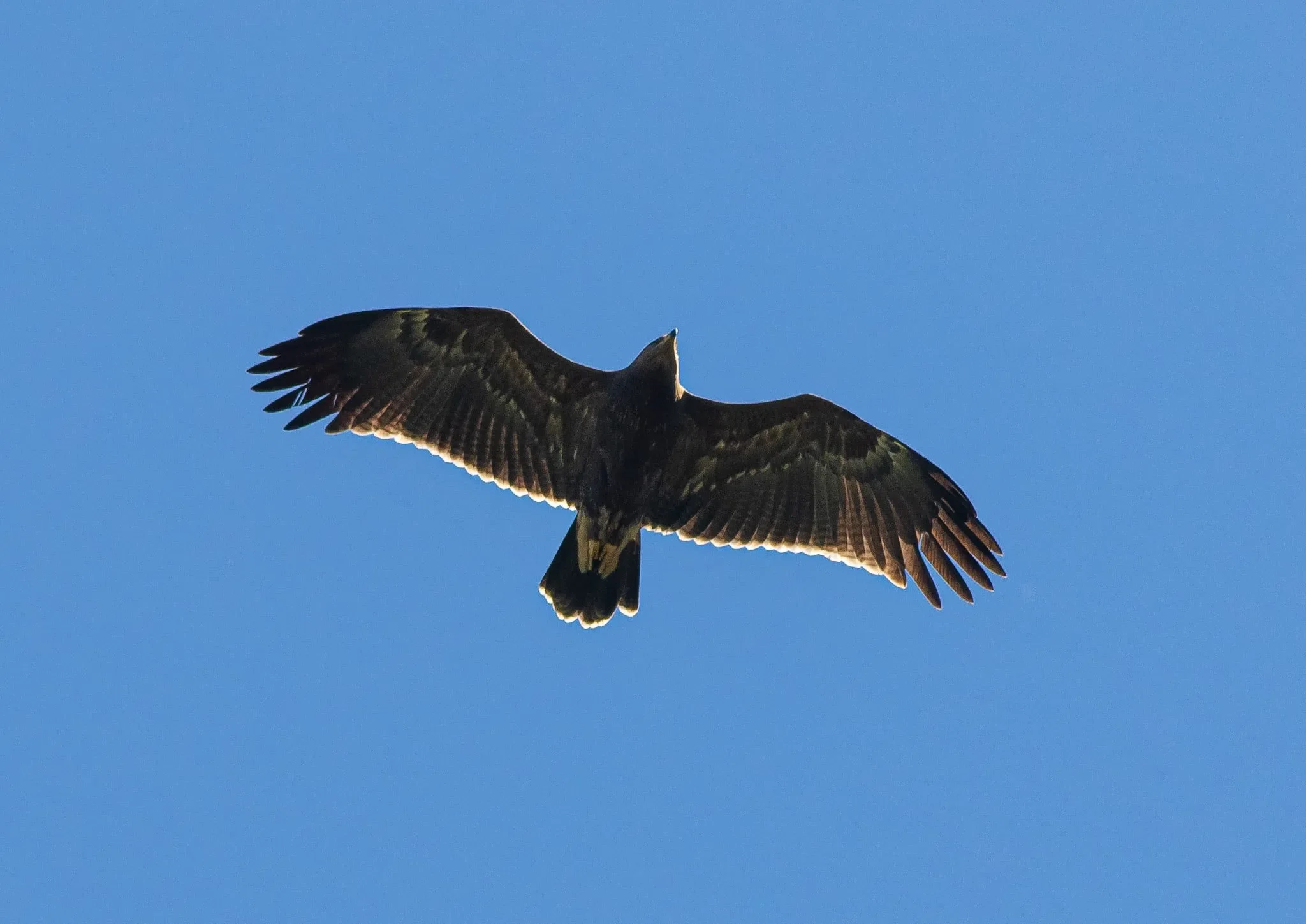 A juvenile Lesser Spotted Eagle in flight
