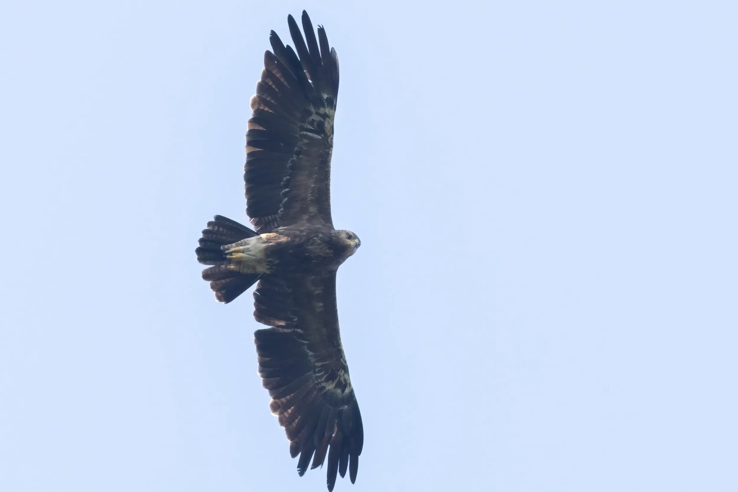 An immature Lesser Spotted Eagle