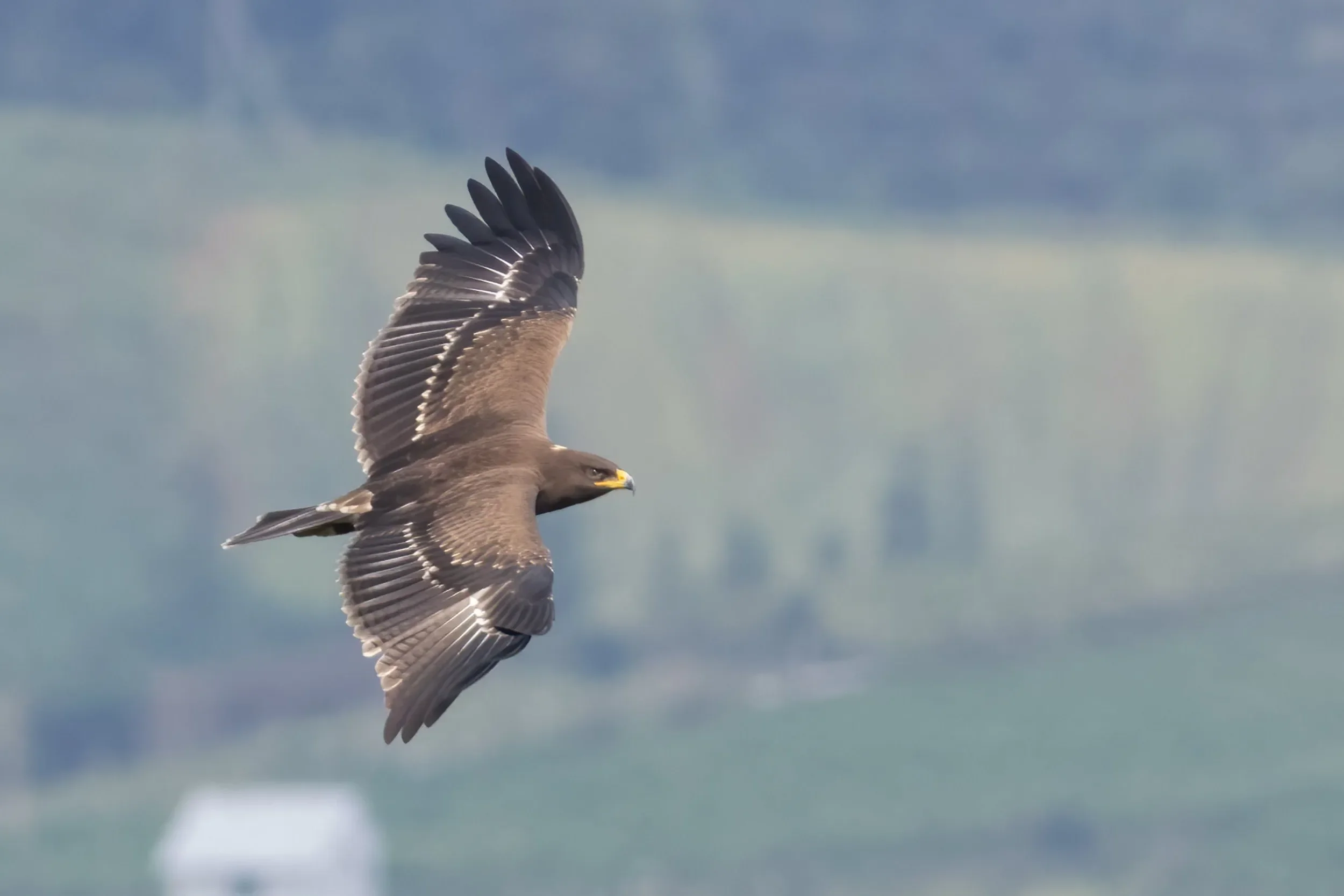 A pristine juvenile Lesser Spotted Eagle