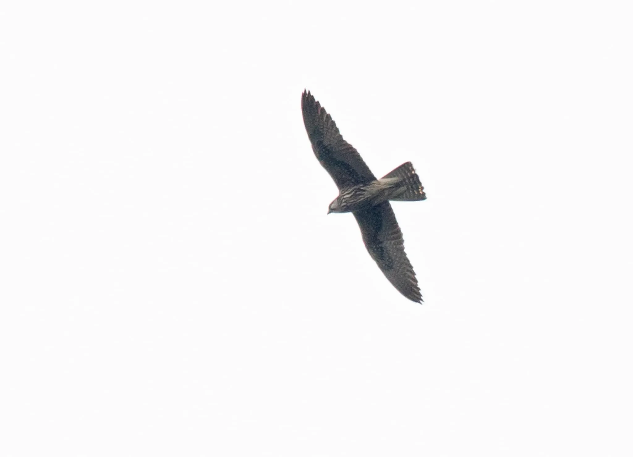 A juvenile Lanner Falcon in flight