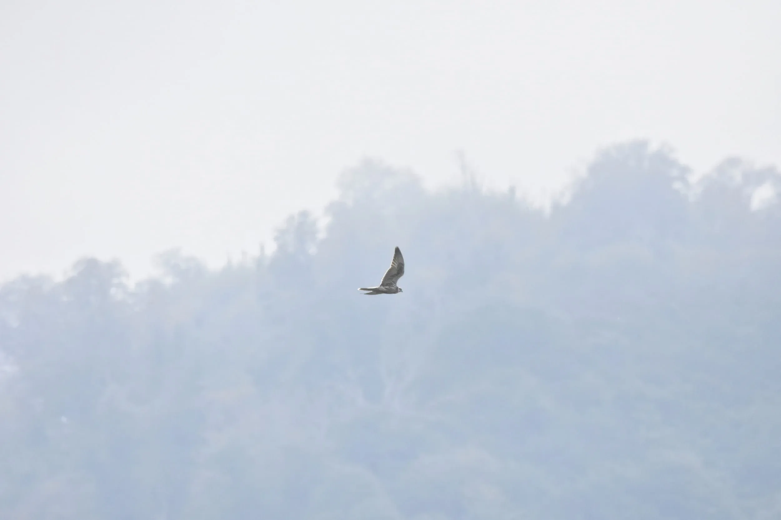 Lanner Falcon, 4th for the bottleneck.