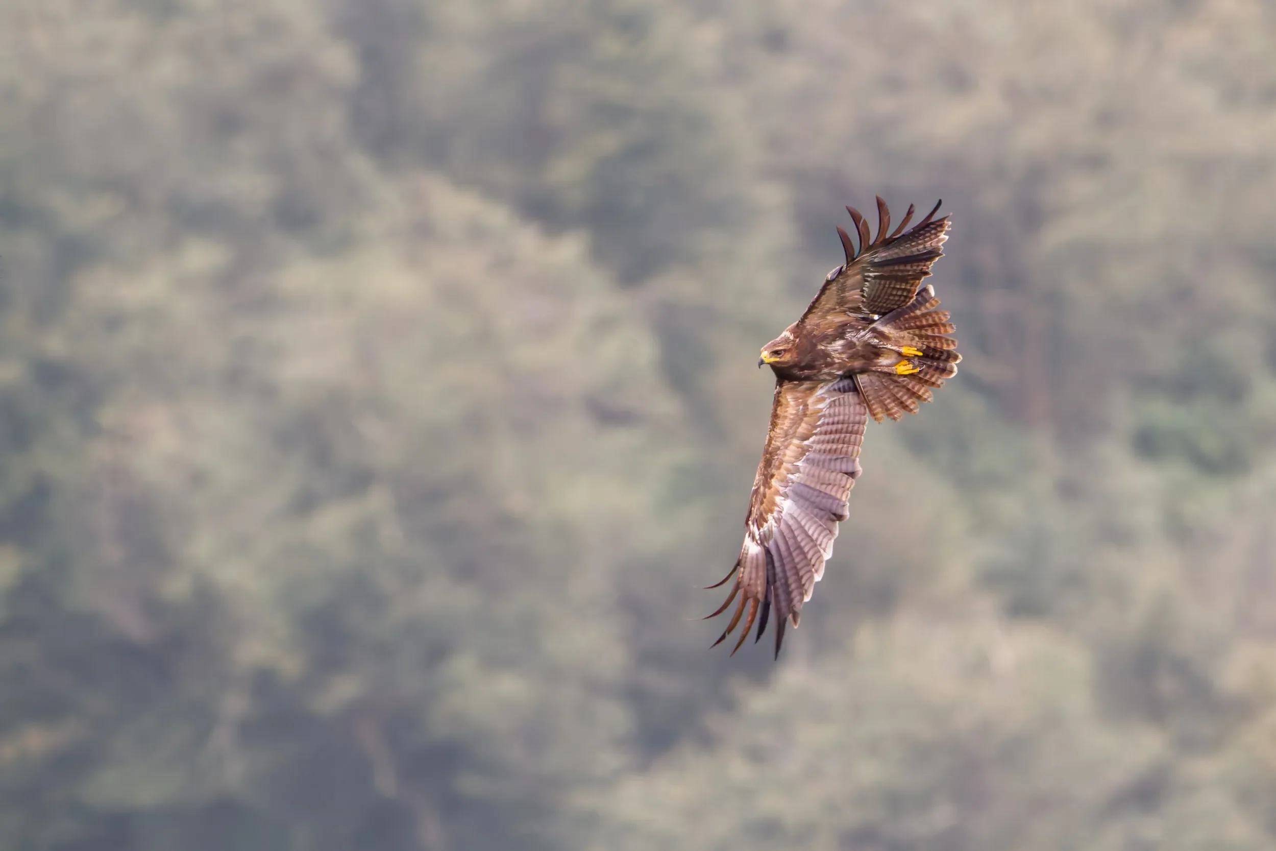 An immature Lesser Spotted Eagle over the bottleneck in October