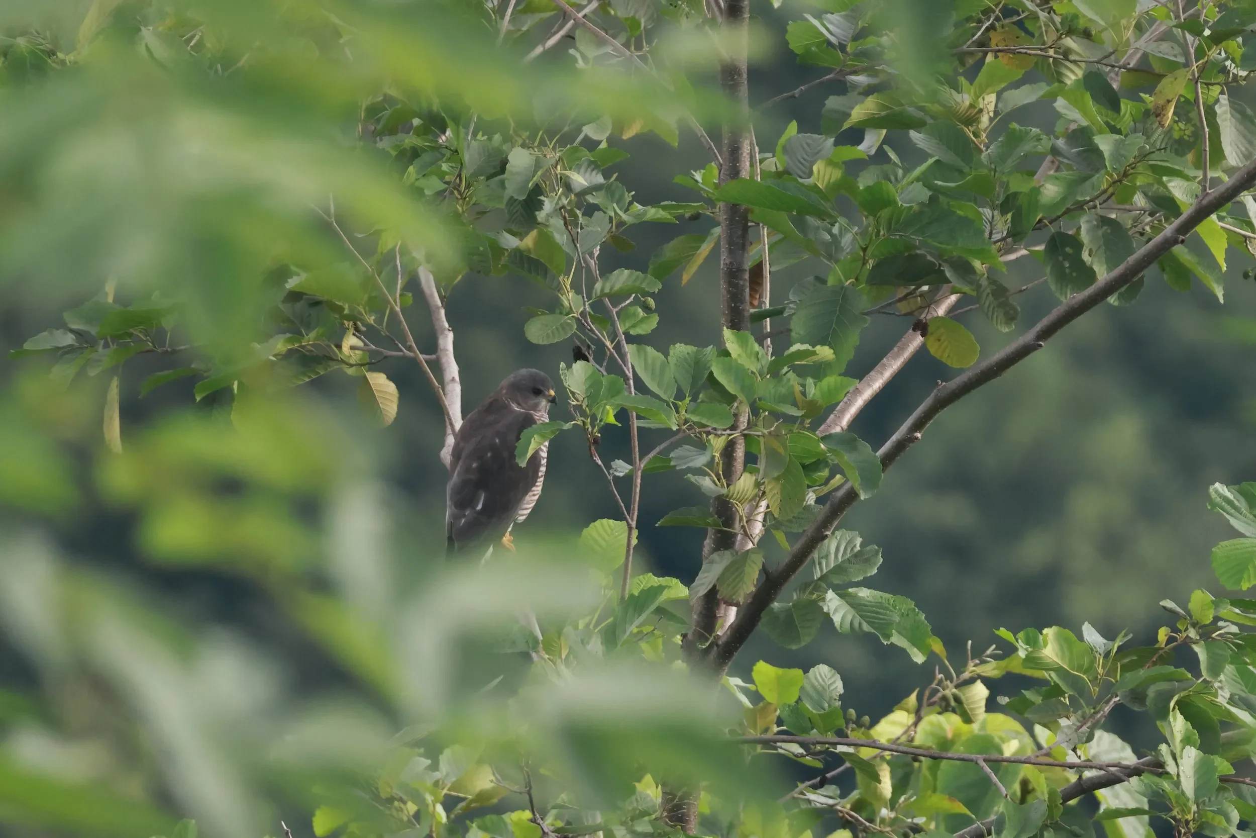 An adult female Levant Sparrowhawk taking a rest near statation1.