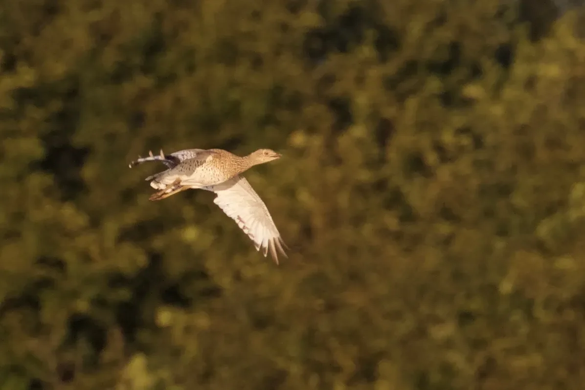 A Little Bustard in the Chorokhi Delta