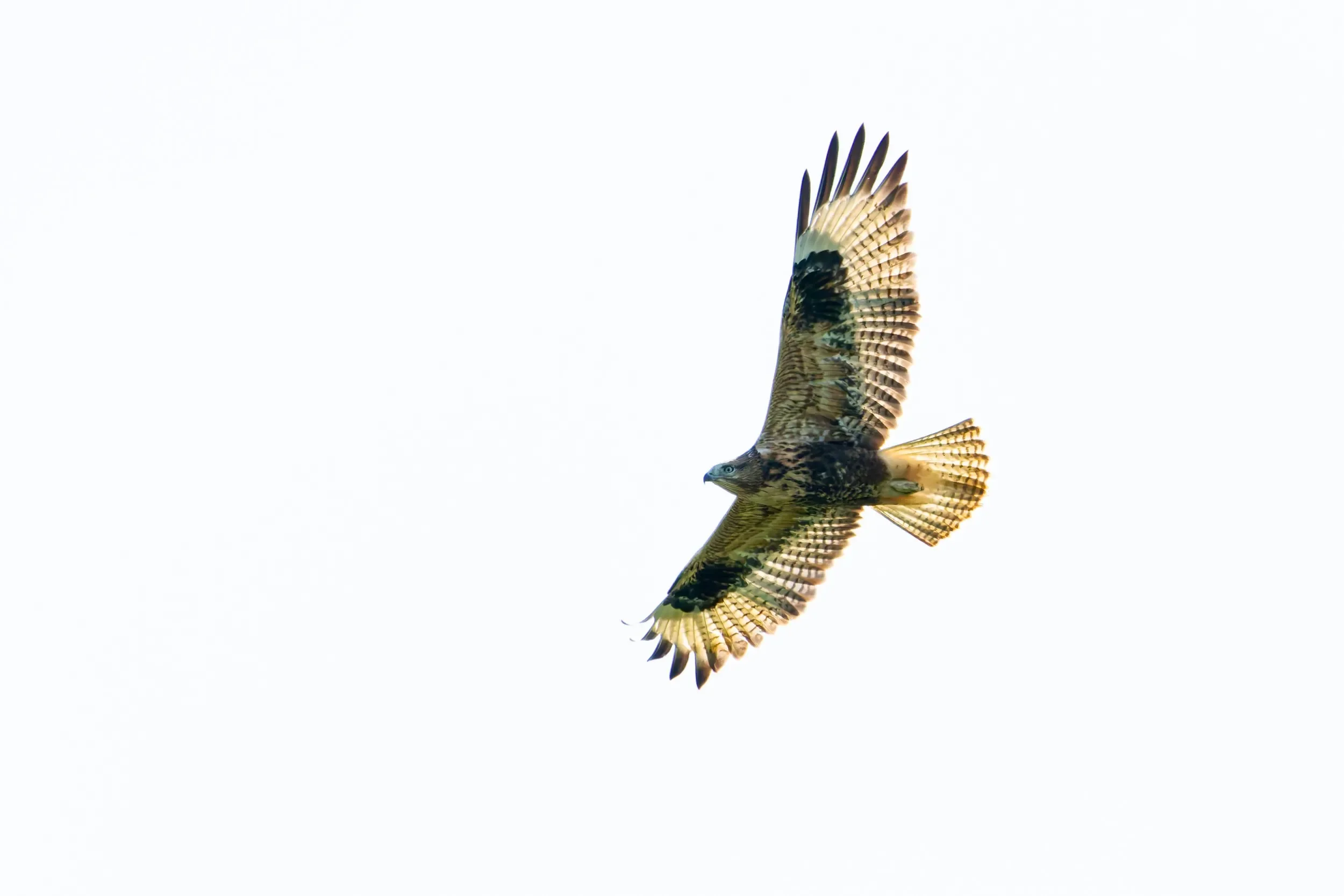 We counted over 400 Long-legged Buzzards this season, providing great opportunities to study their variable plumages.