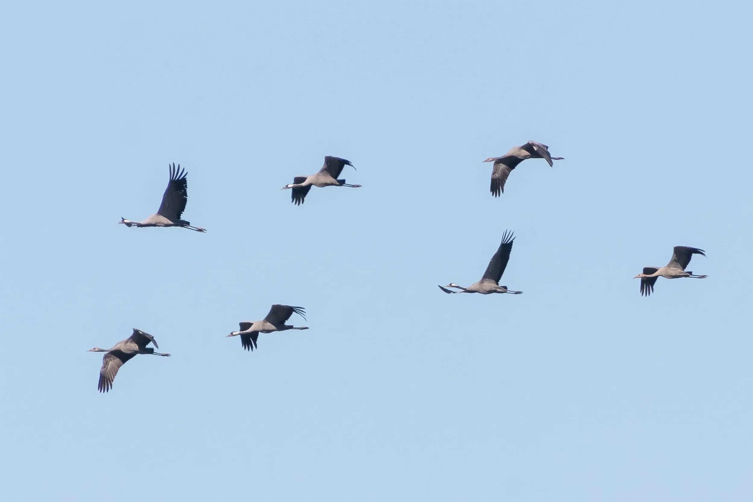 A flock of Common Cranes migrating late in the season