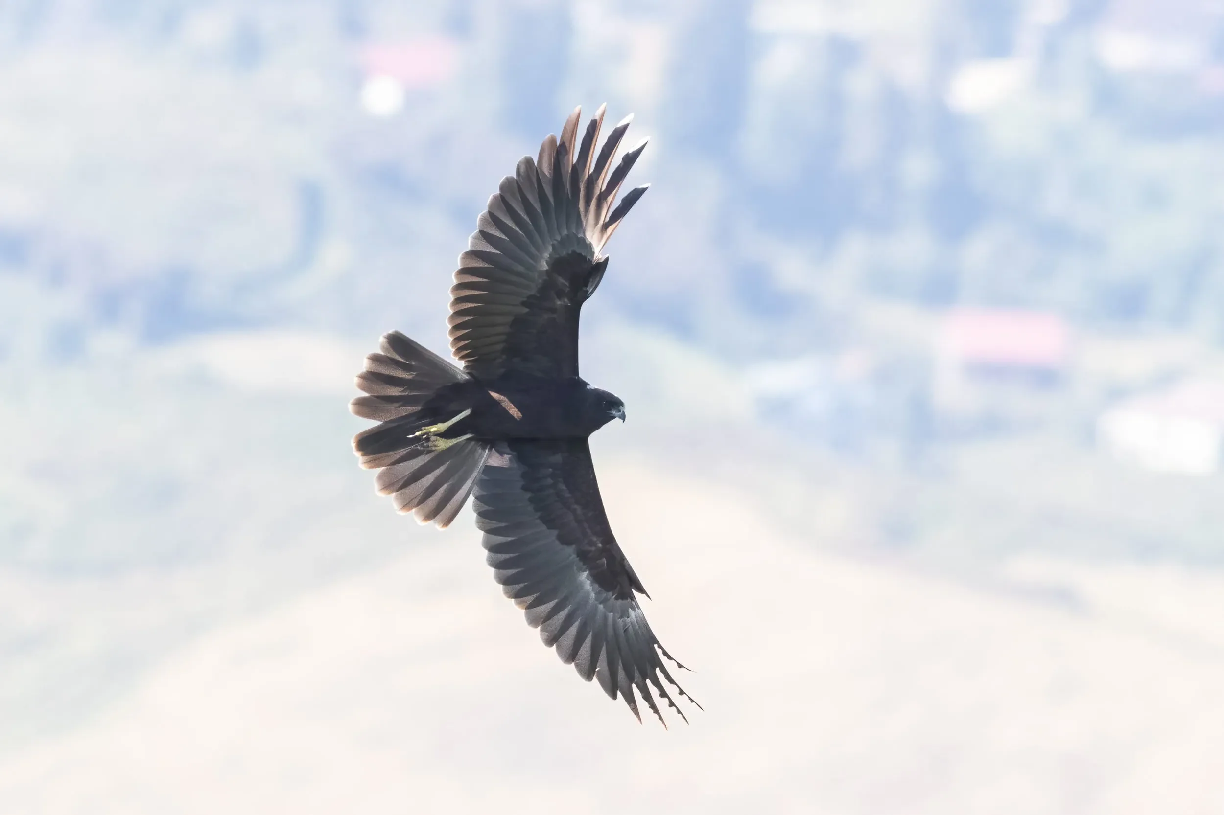A very dark juvenile Marsh Harrier surprised by a bunch of observers with cameras