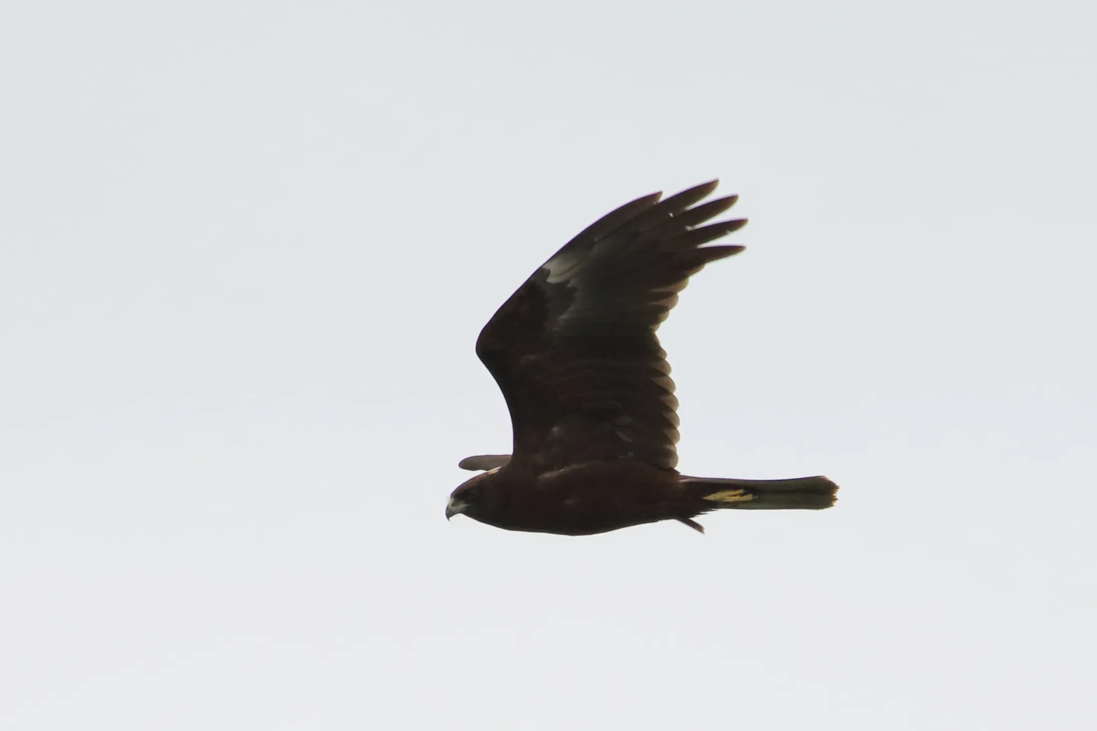 A dark morph Marsh Harrier in the Chorokhi Delta