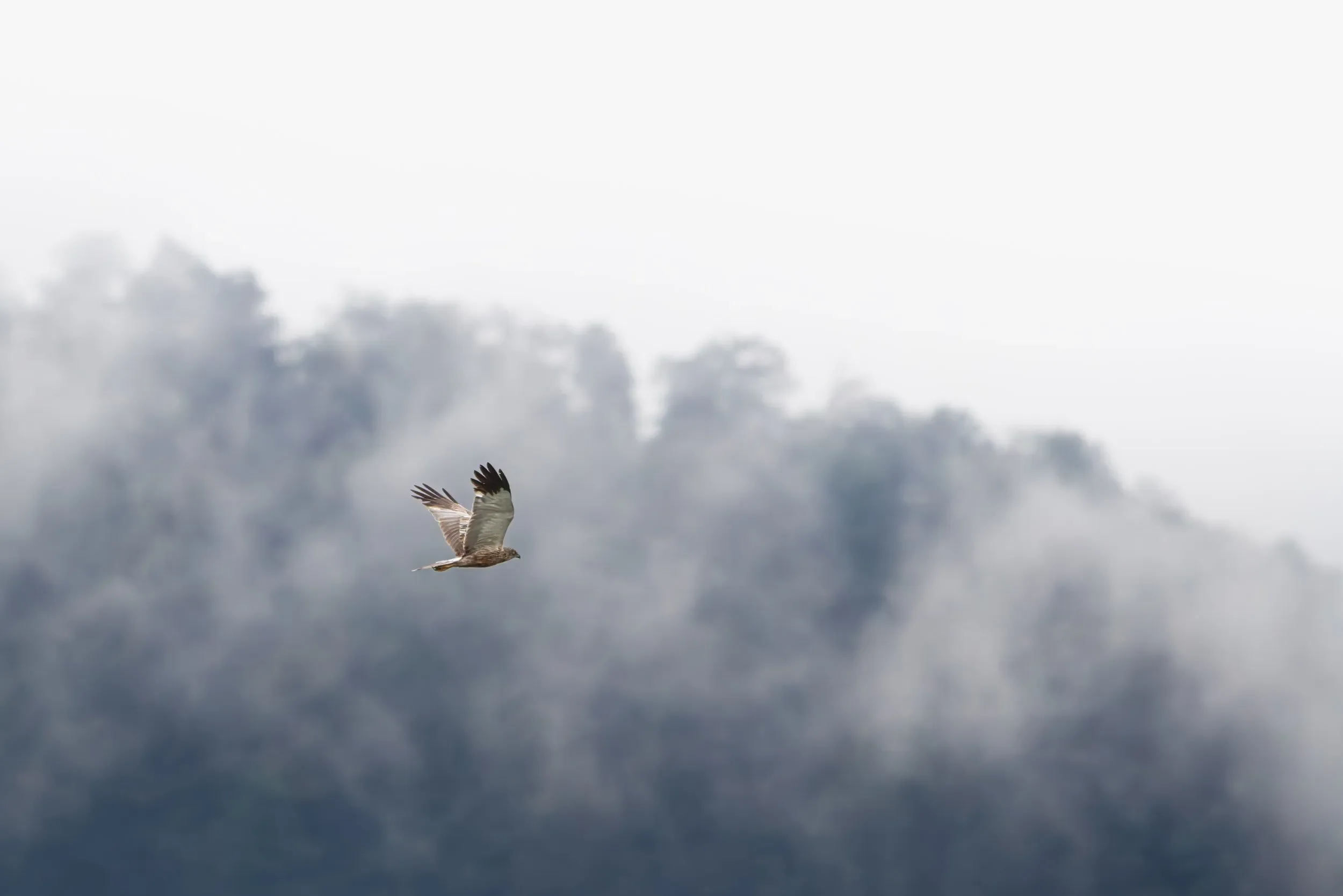 A male Marsh Harrier flies south beneath clouds rising from the Colchic rainforest