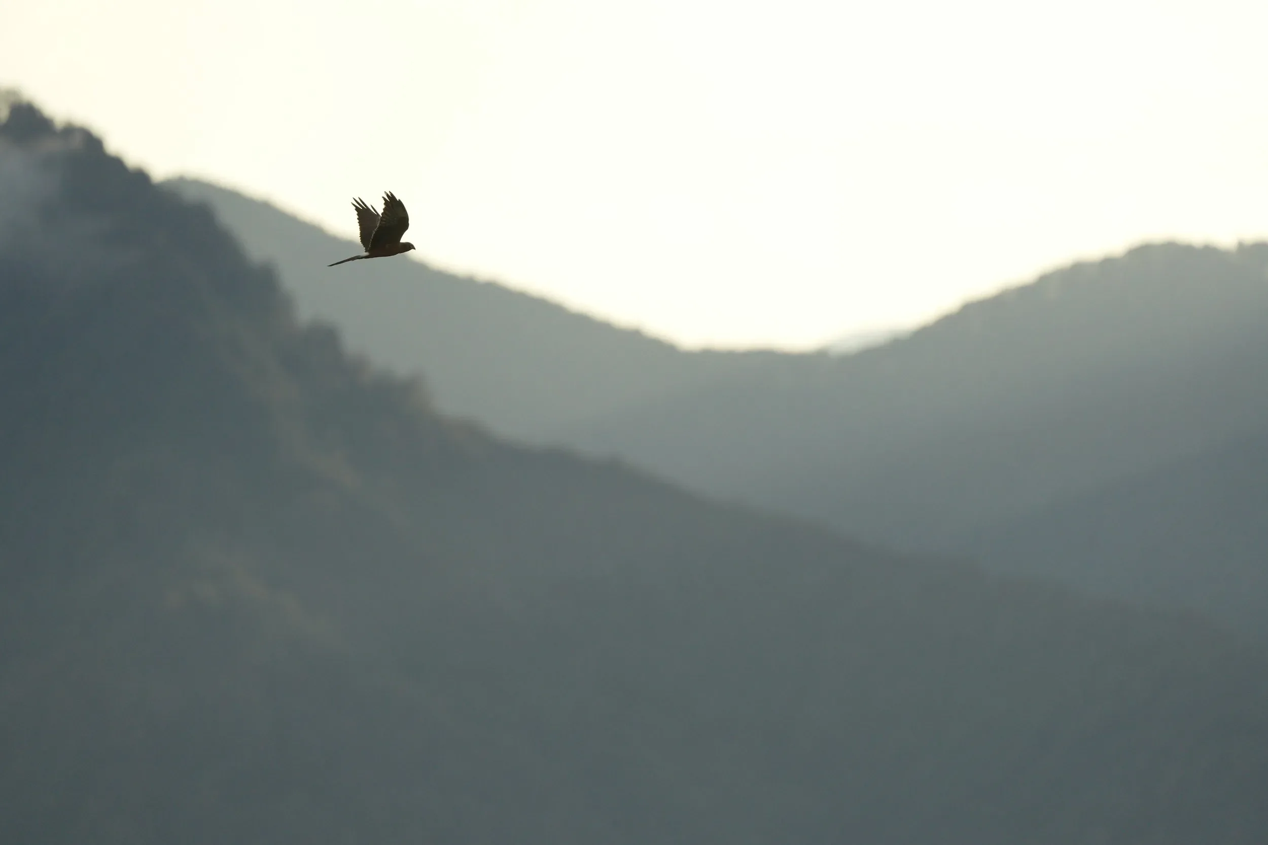 A backlit juvenile Montagu’s Harrier passes Station 1 at sunrise