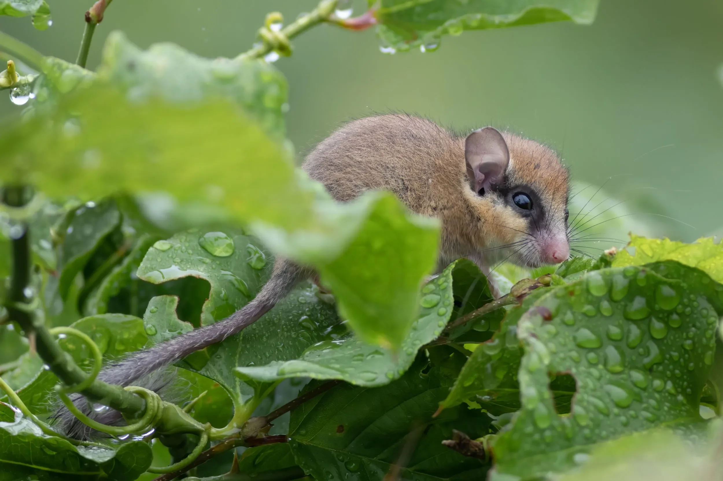 A resident Forest Dormouse perched atop Station 2