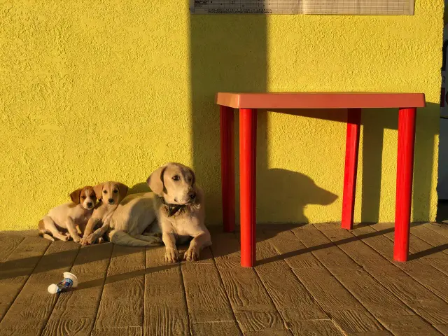 Behind-the-scenes photo from the 2019 Batumi Raptor Count autumn season