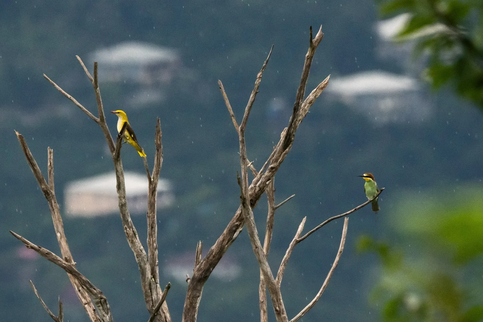 Rain in August often results in Golden Orioles and European Bee-eaters taking a quick rest in the trees around station before continouing their journey southward.