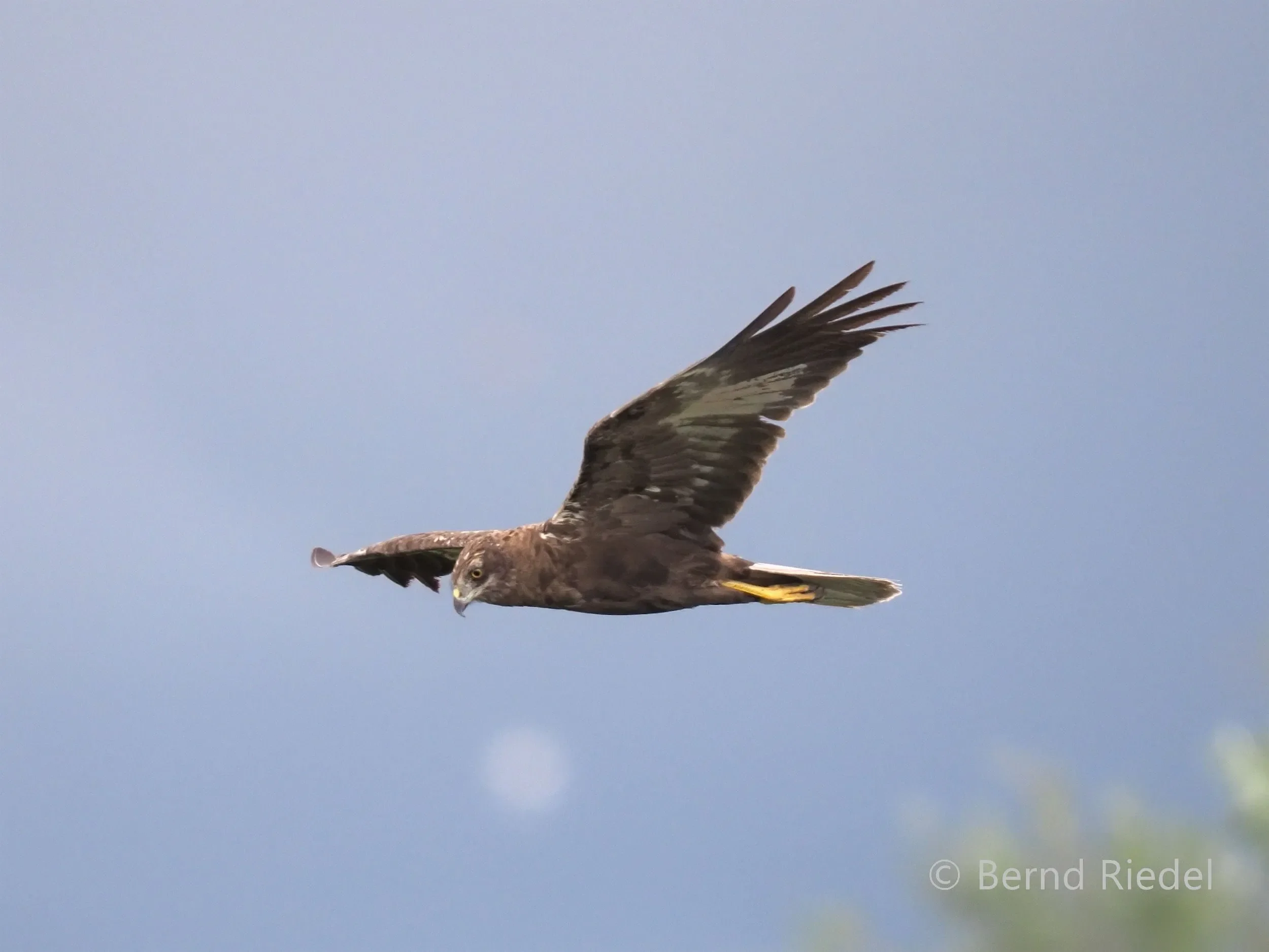 A dark morph Marsh Harrier in flight