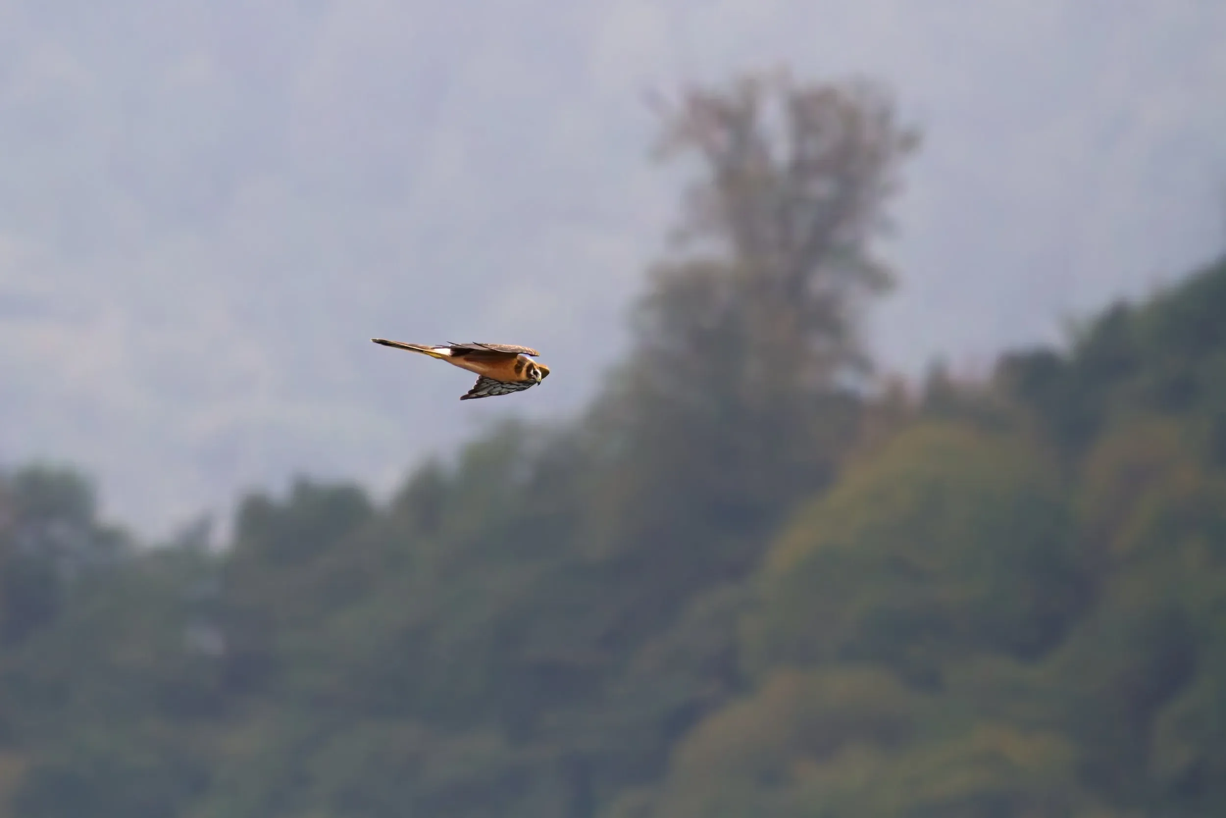 A classic Batumi-view, a juvenile Pallid Harrier flying against the vegetation.