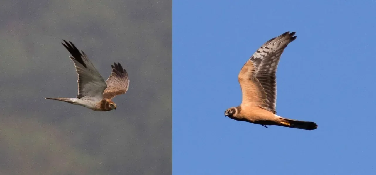 Pallid Harriers migrating past the count stations
