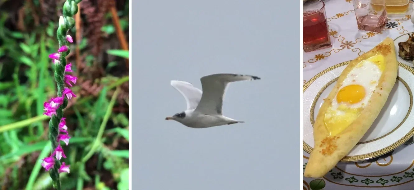 Photos of counters and the count from the 2017 Batumi Raptor Count season