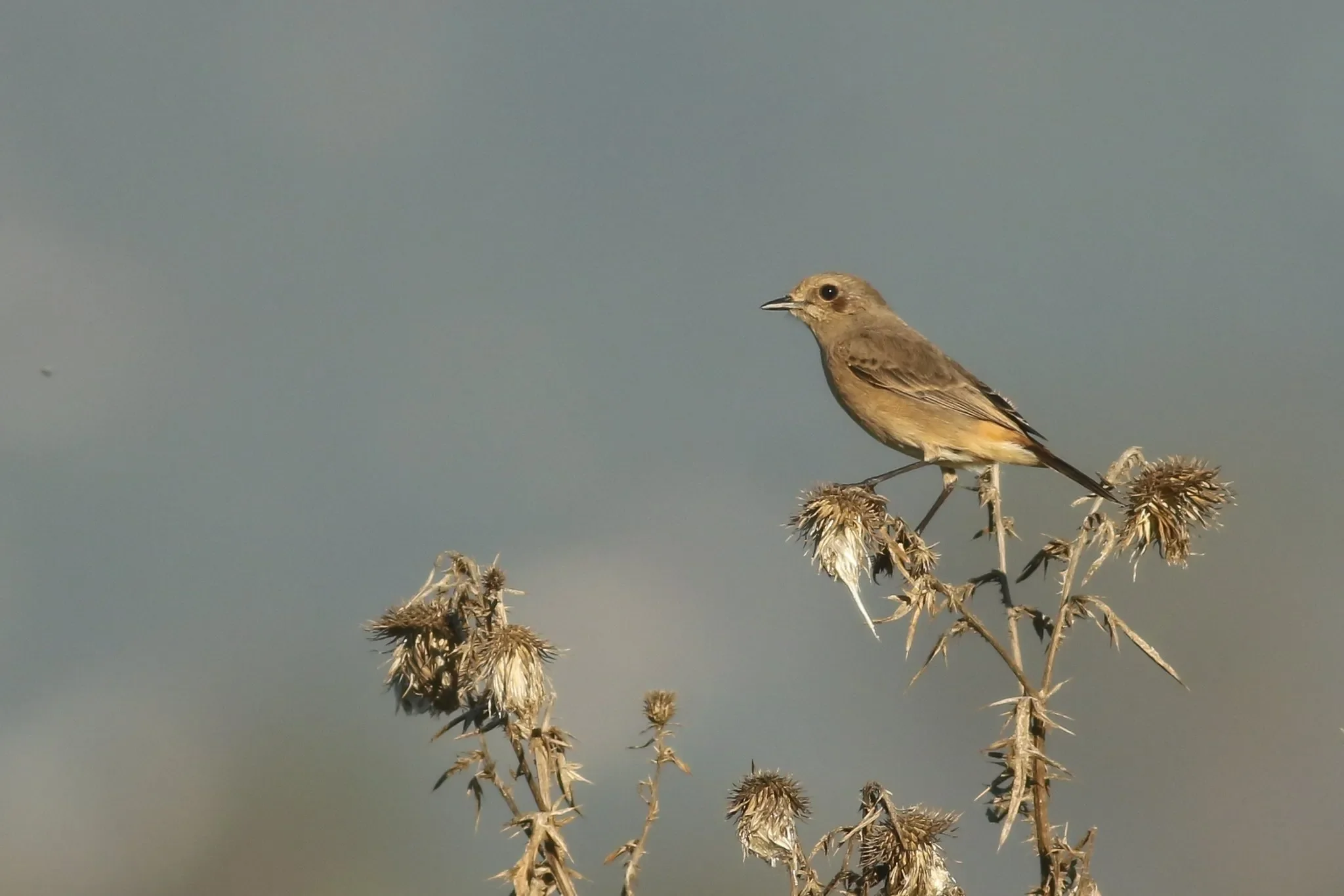 The first Pied Bushchat for Georgia in the Chorokhi Delta