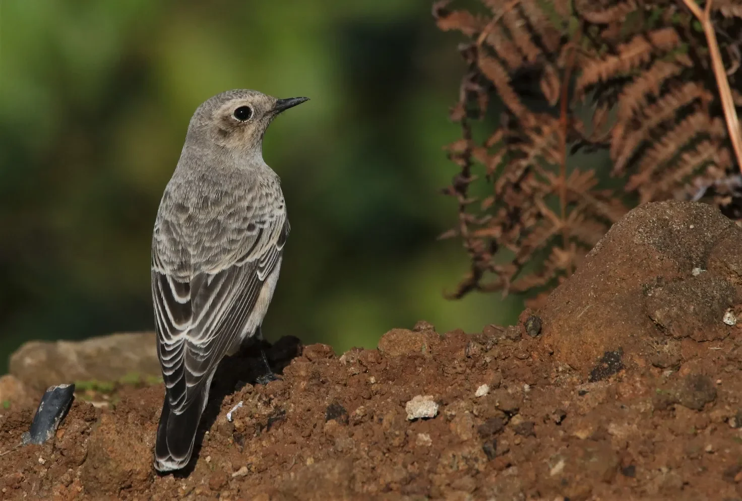 A Pied Wheatear perched near the count station