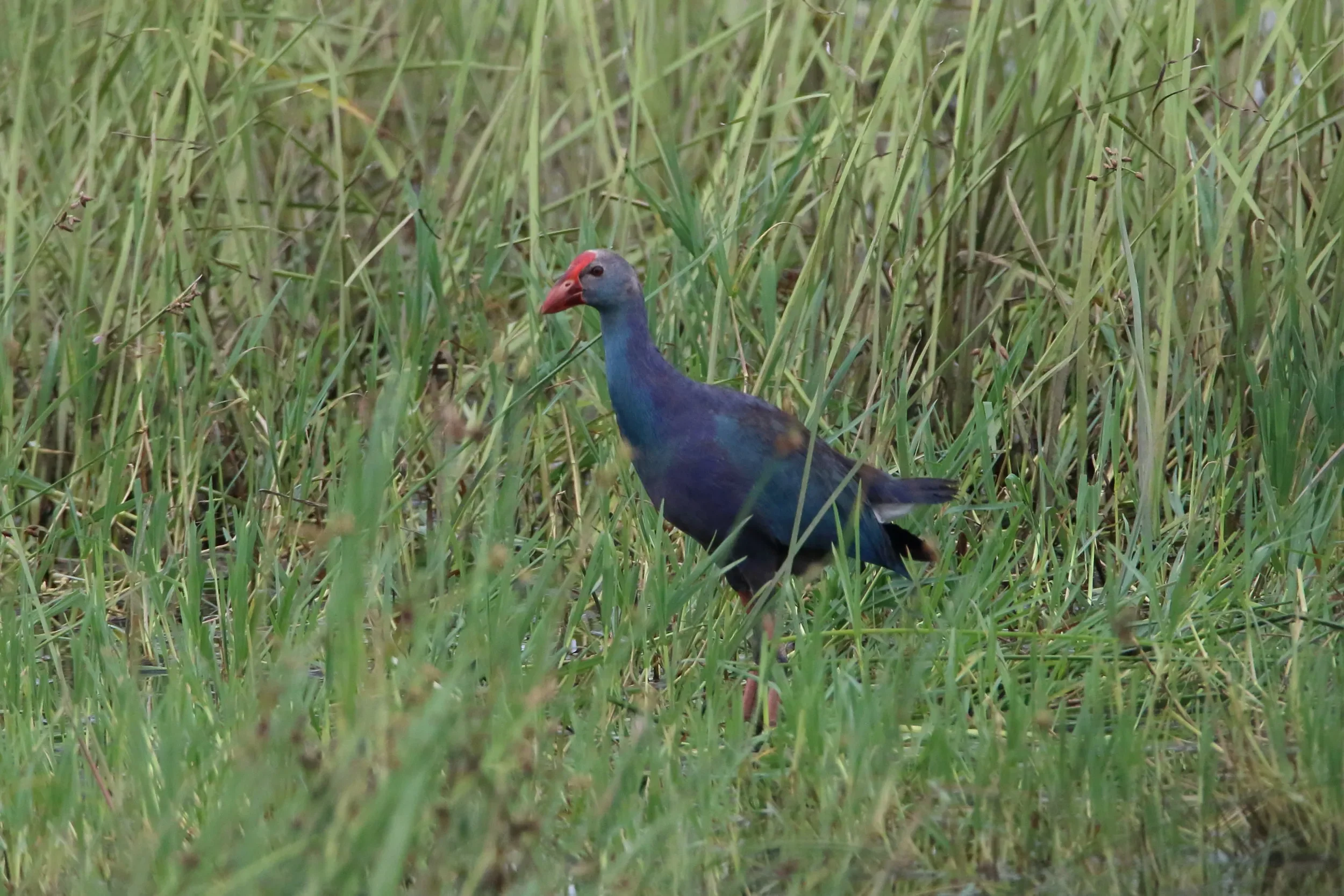 A Grey-headed Swamphen in the Chorokhi Delta