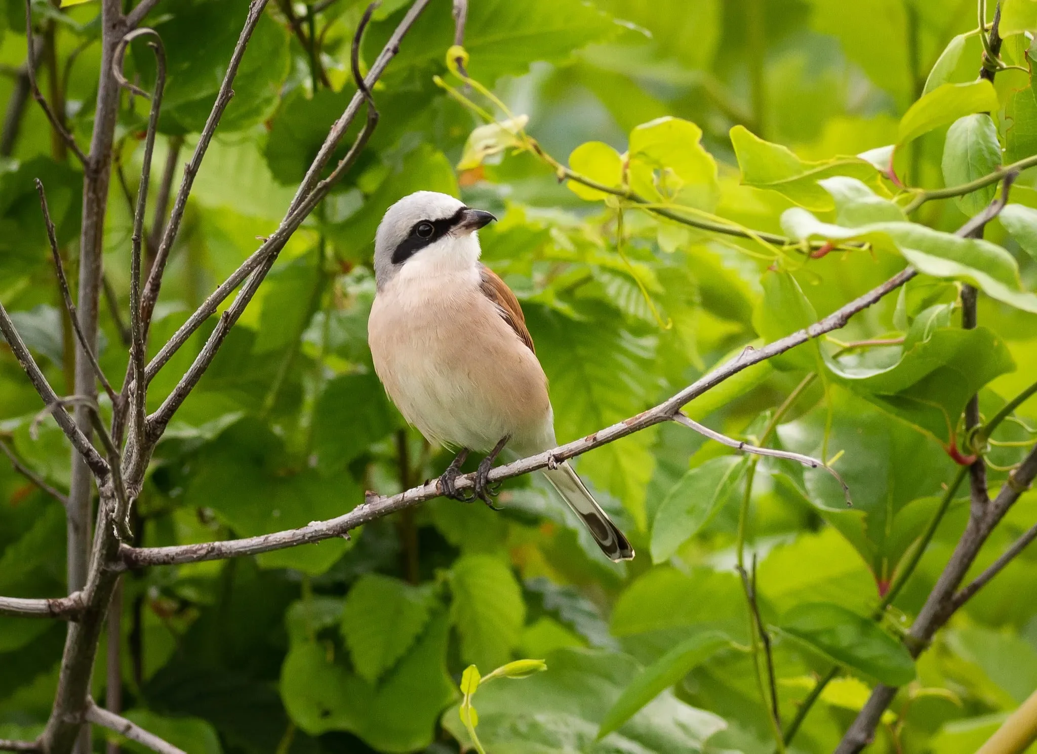 A splendid male Red-backed Shrike perched near the stations