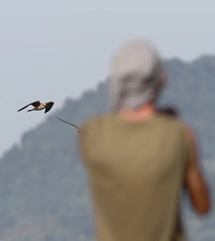 Red Footed Falcon and one Filiep